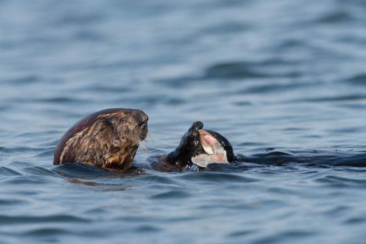 Sea otter eating a clam
