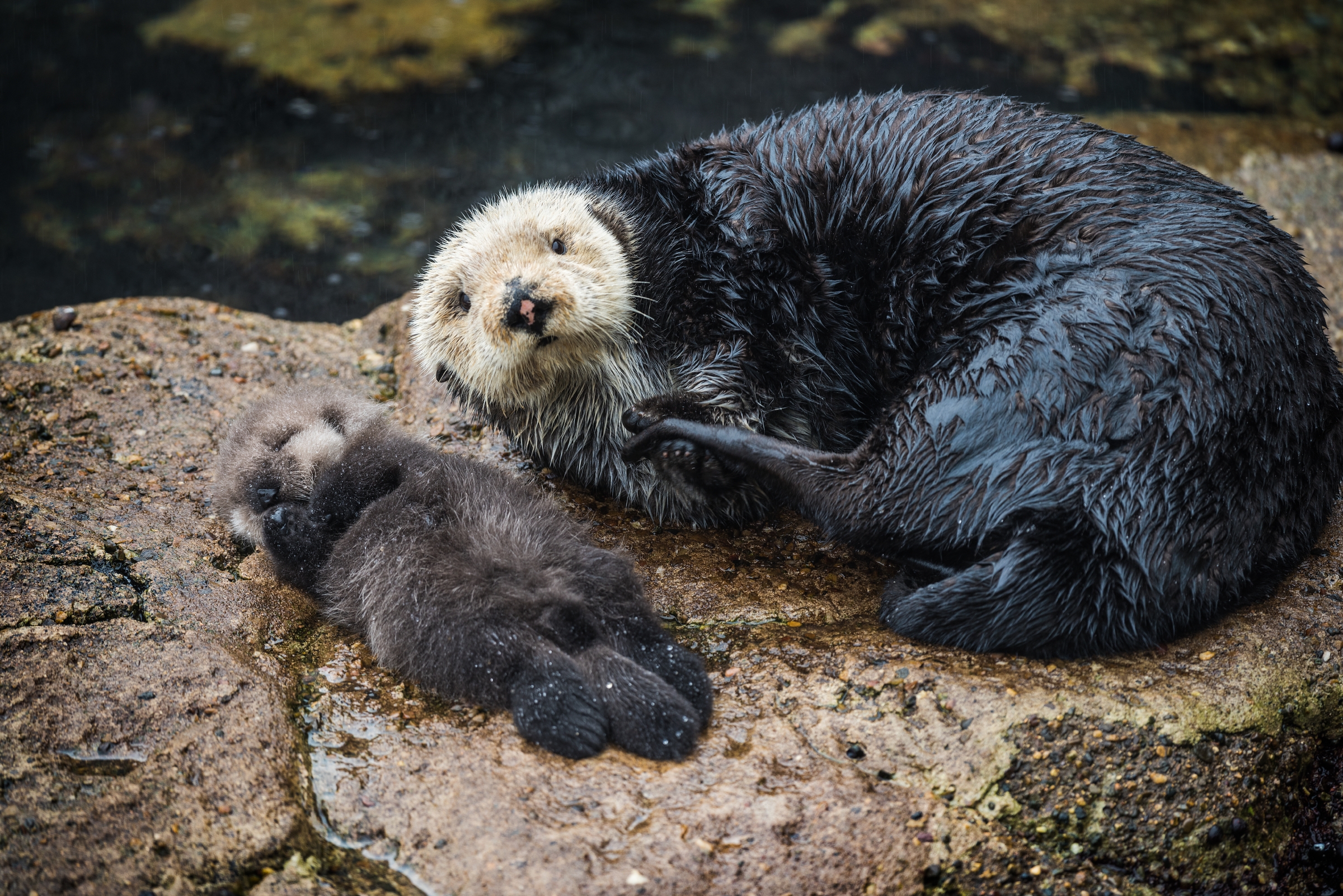 A sea otter mother with her pup lying on a rock