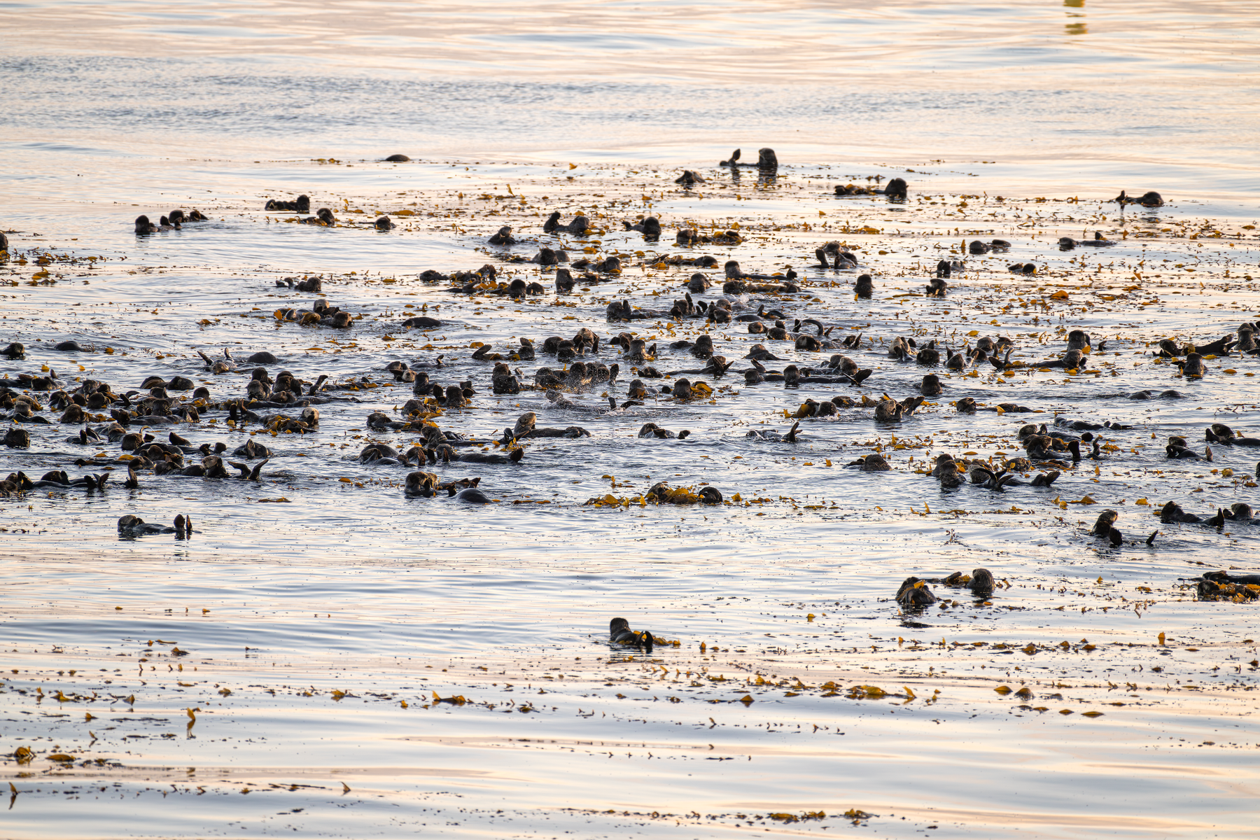 Large raft of sea otters floating among kelp fronds in open ocean at golden hour
