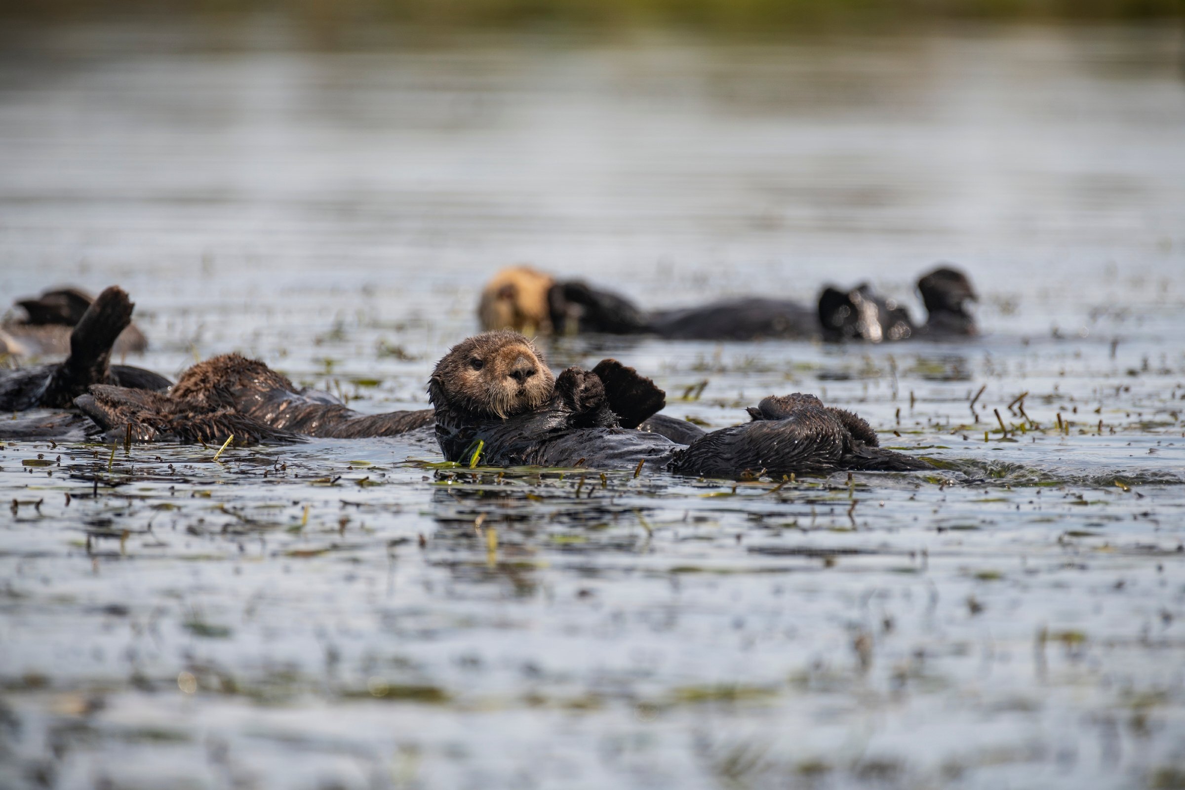 Several sea otters float in what is called an otter raft