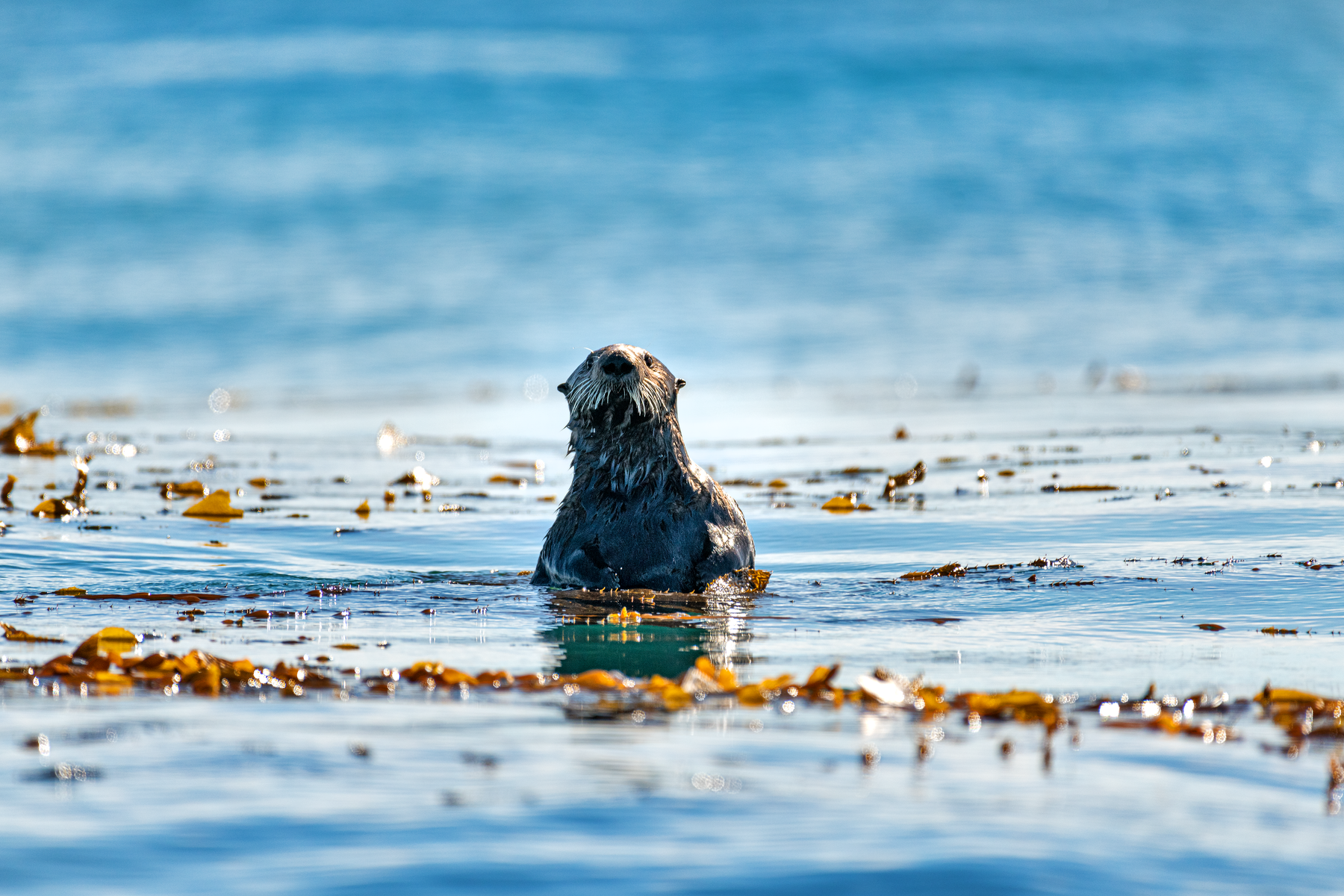Southern sea otter floating upright among golden kelp fronds in open ocean, looking upward