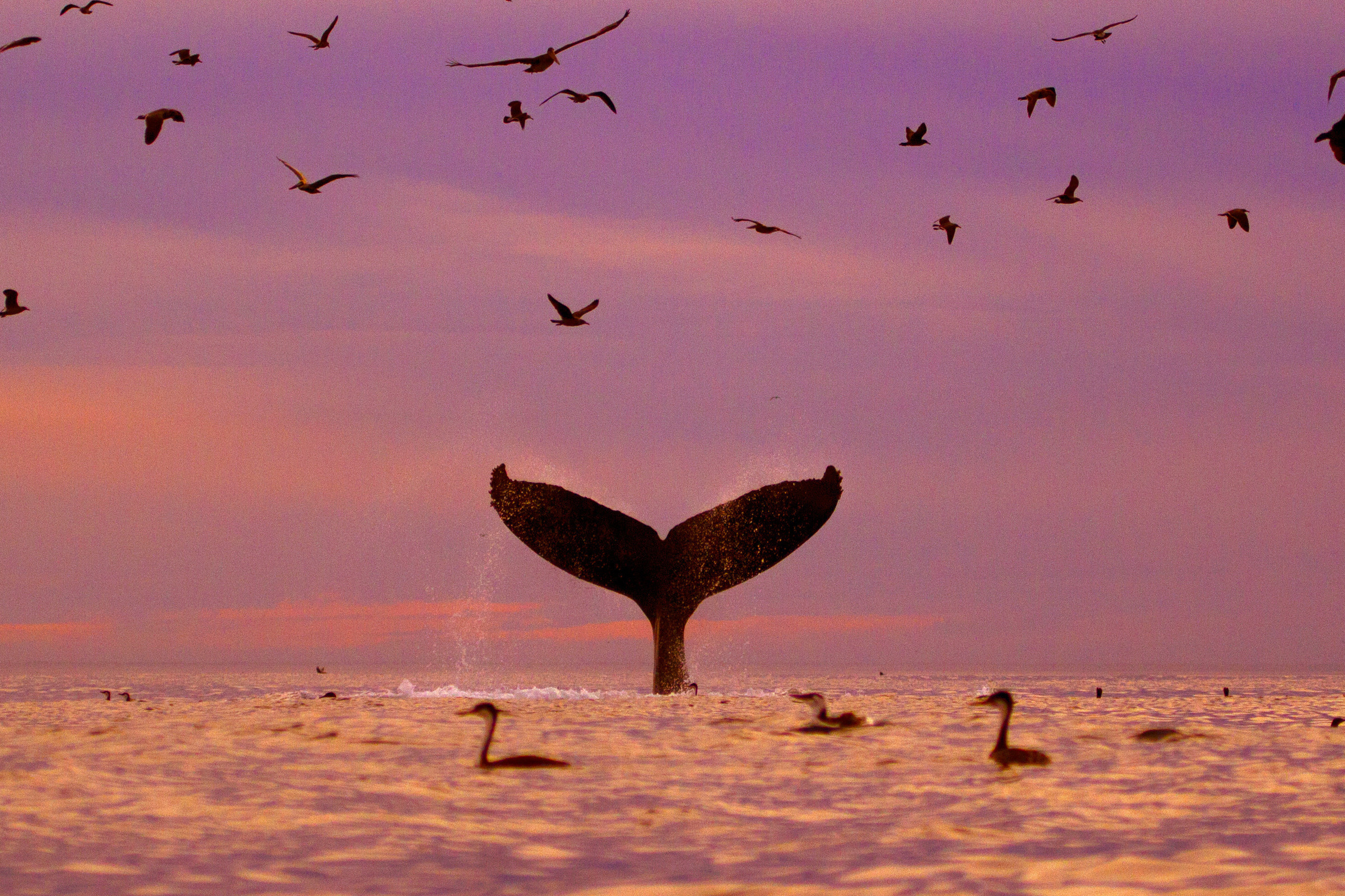 The dark tail fluke of a humpback whale sticks straigh up vertically from the surface of the ocean. The sunset casts a pinkish-purple hue over the water landscape dotted with birds.