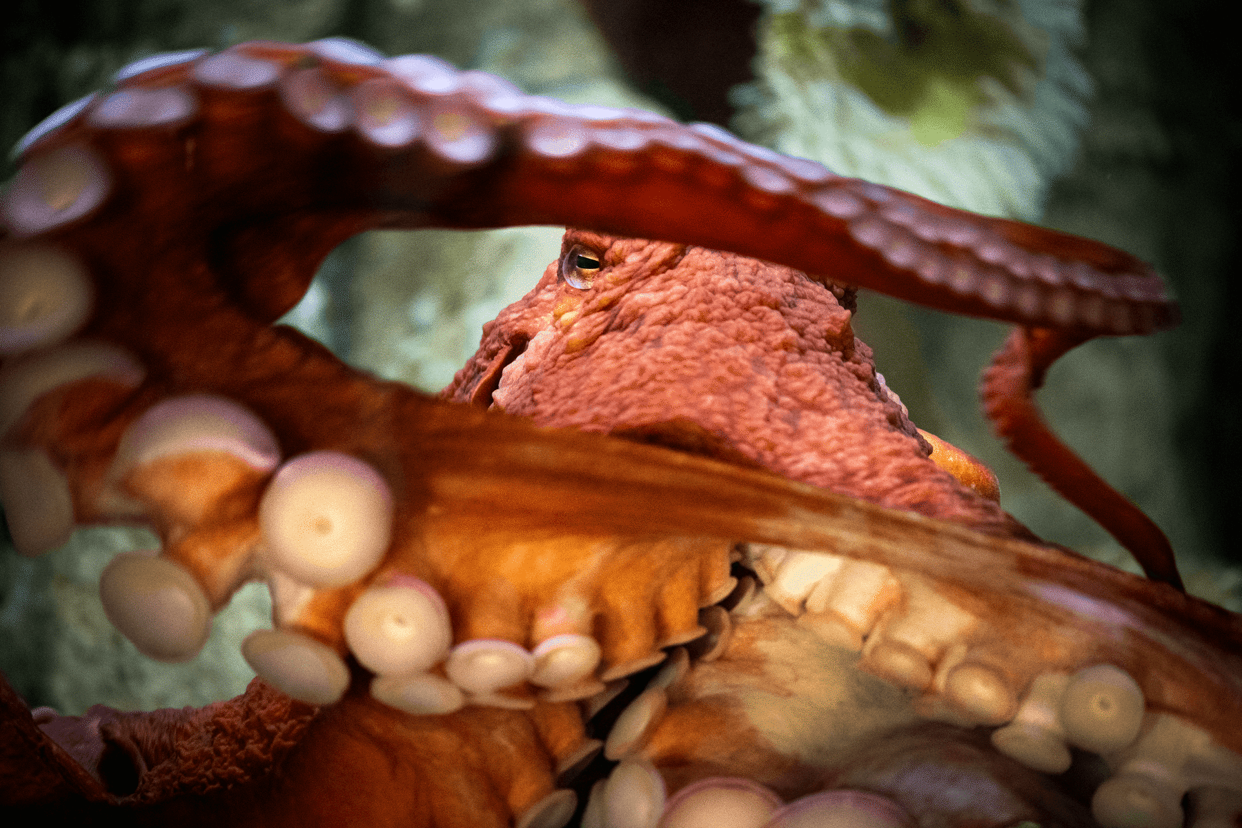 A giant Pacific octopus makes eye contact framed between two arms that show texture of suckers