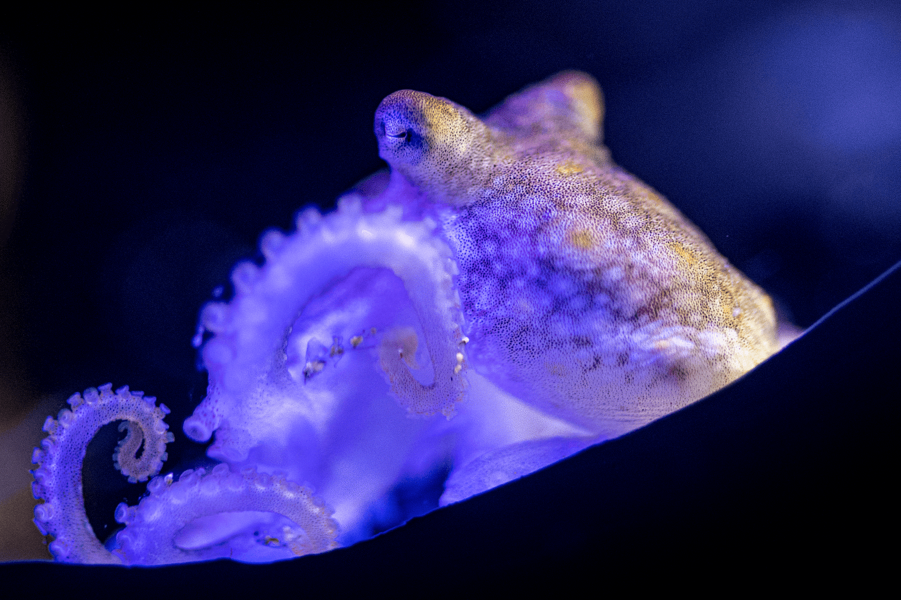 Two-spot octopus clinging to exhibit glass, iridescent purple-blue tones visible under blue lighting