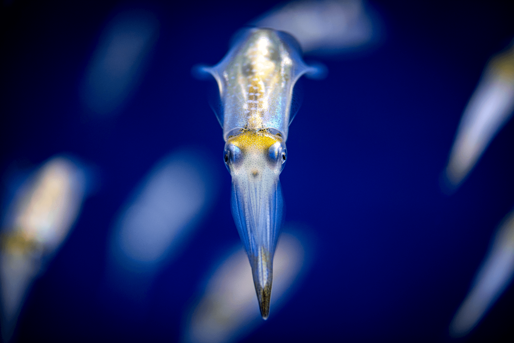 Market squid swimming directly toward camera in close-up, iridescent body and yellow markings visible