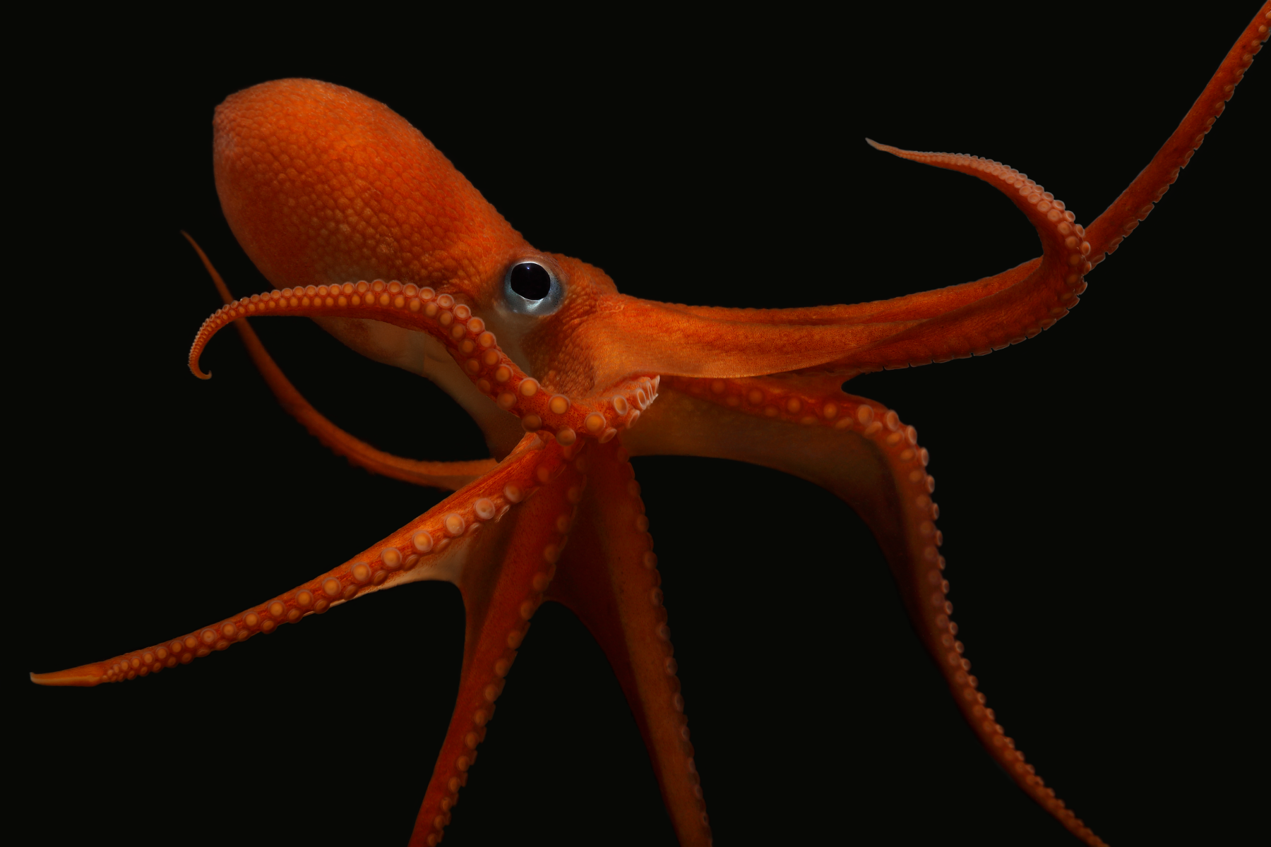 A singular big eye octopus with all its arms stretched out showing only one eye in dark black water