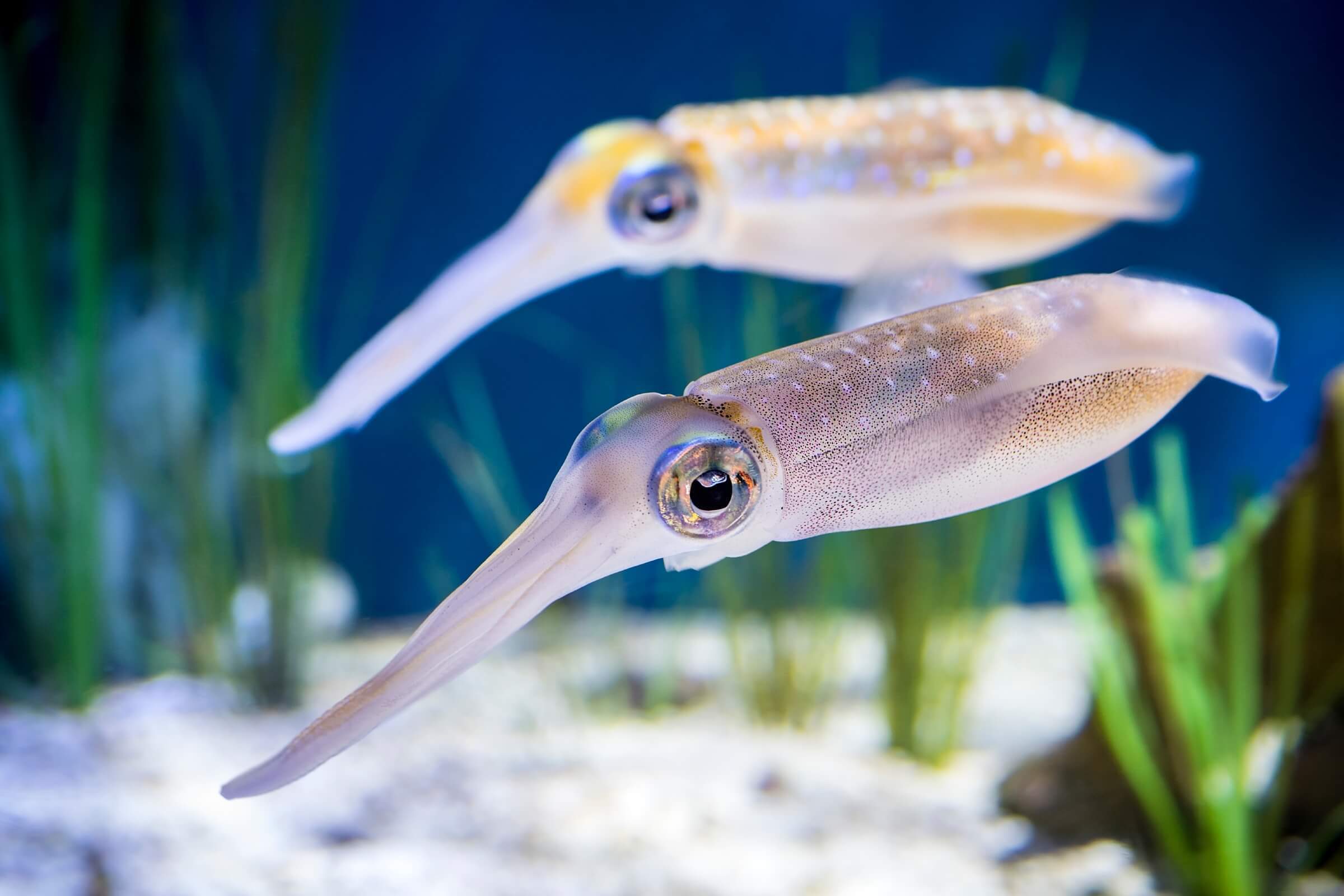 Bigfin reef squid swimming next to each other