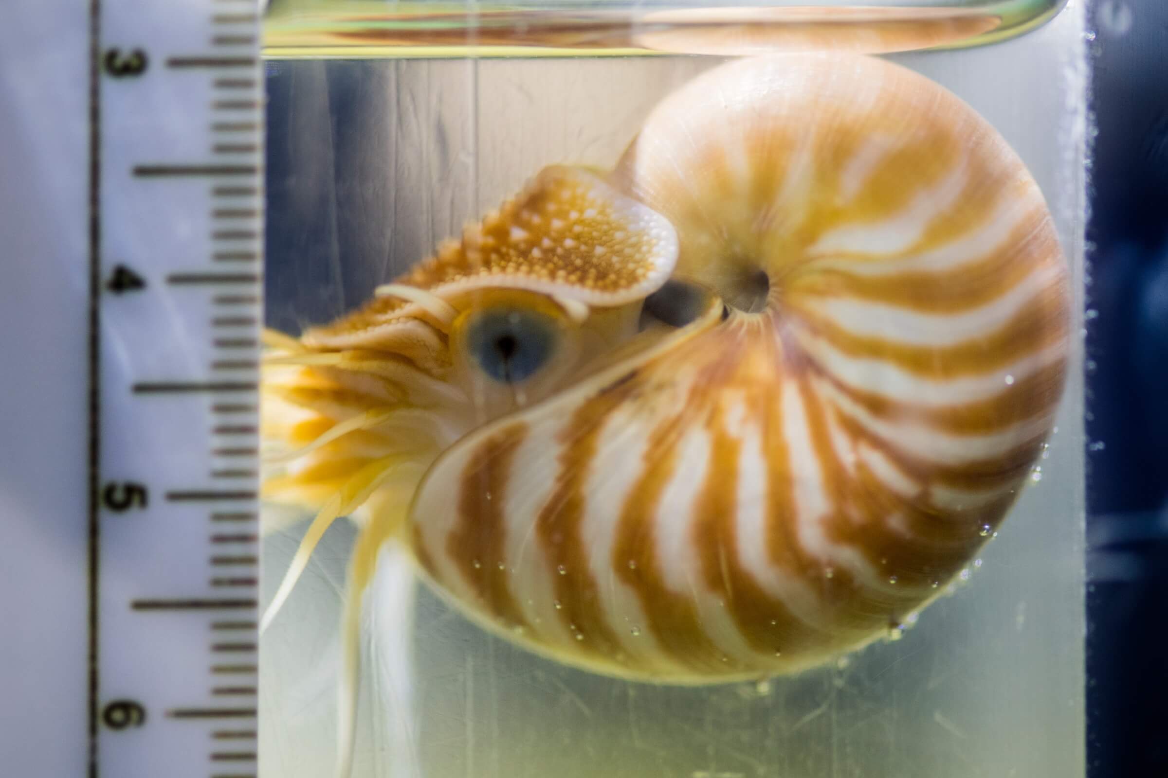 Juvenile chambered nautilus floating against a ruler behind the scenes