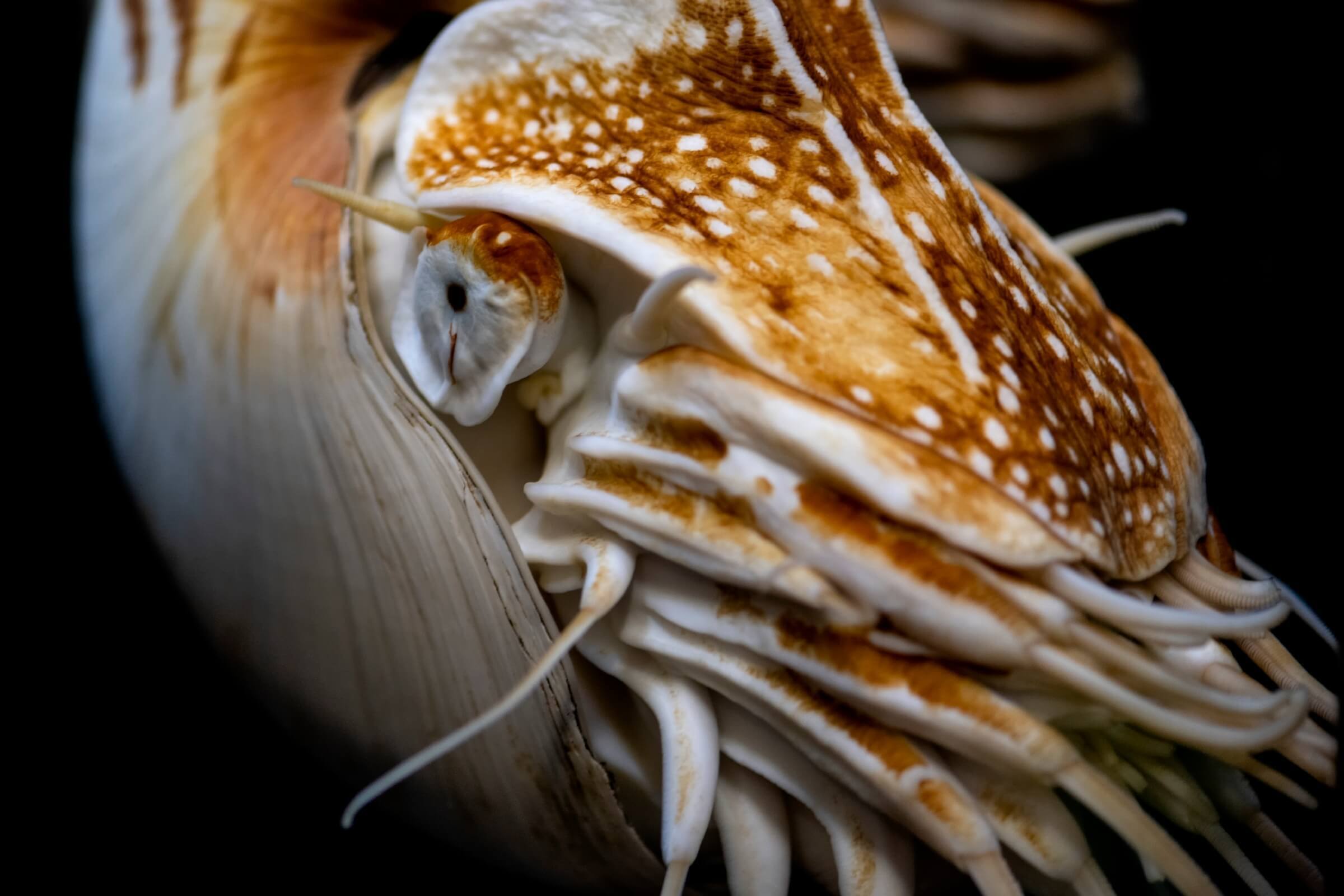 Close-up view of a chambered nautilus eye and tentacles