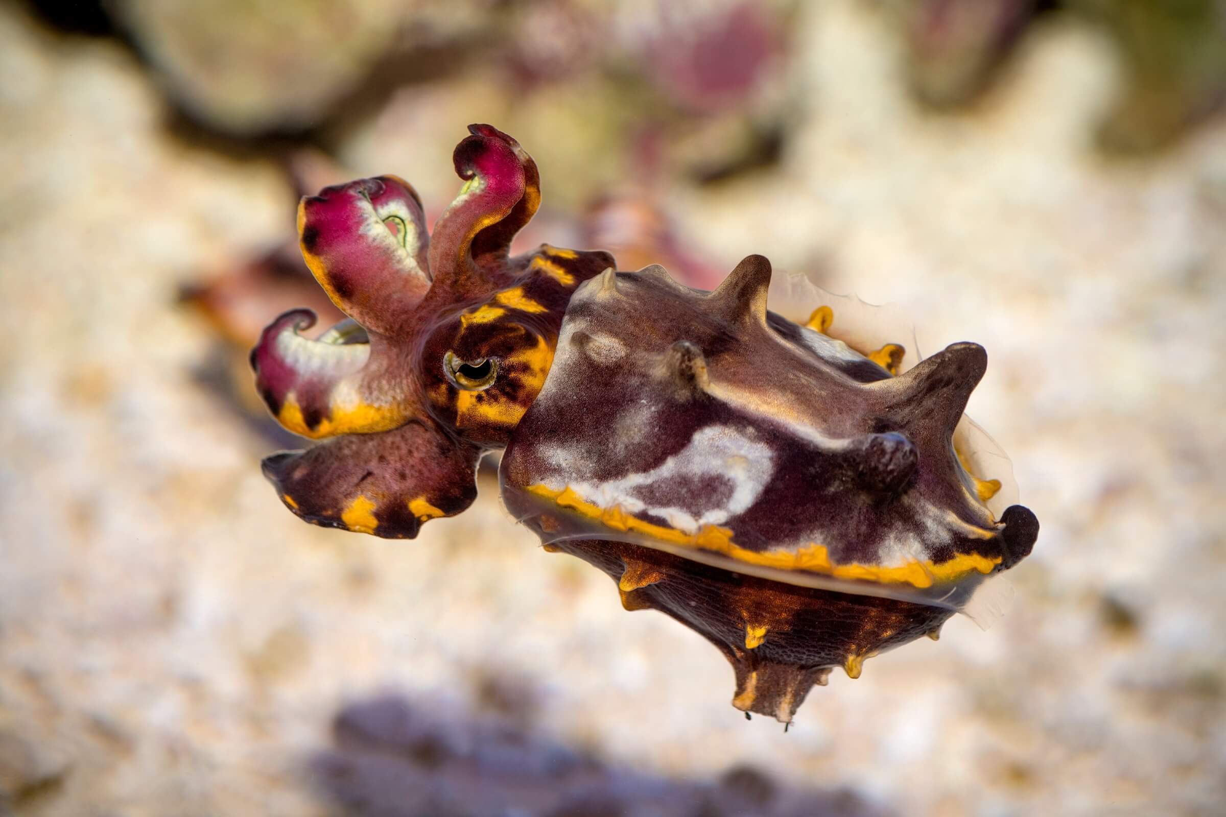 Close-up of a flamboyant cuttlefish near the sandy bottom