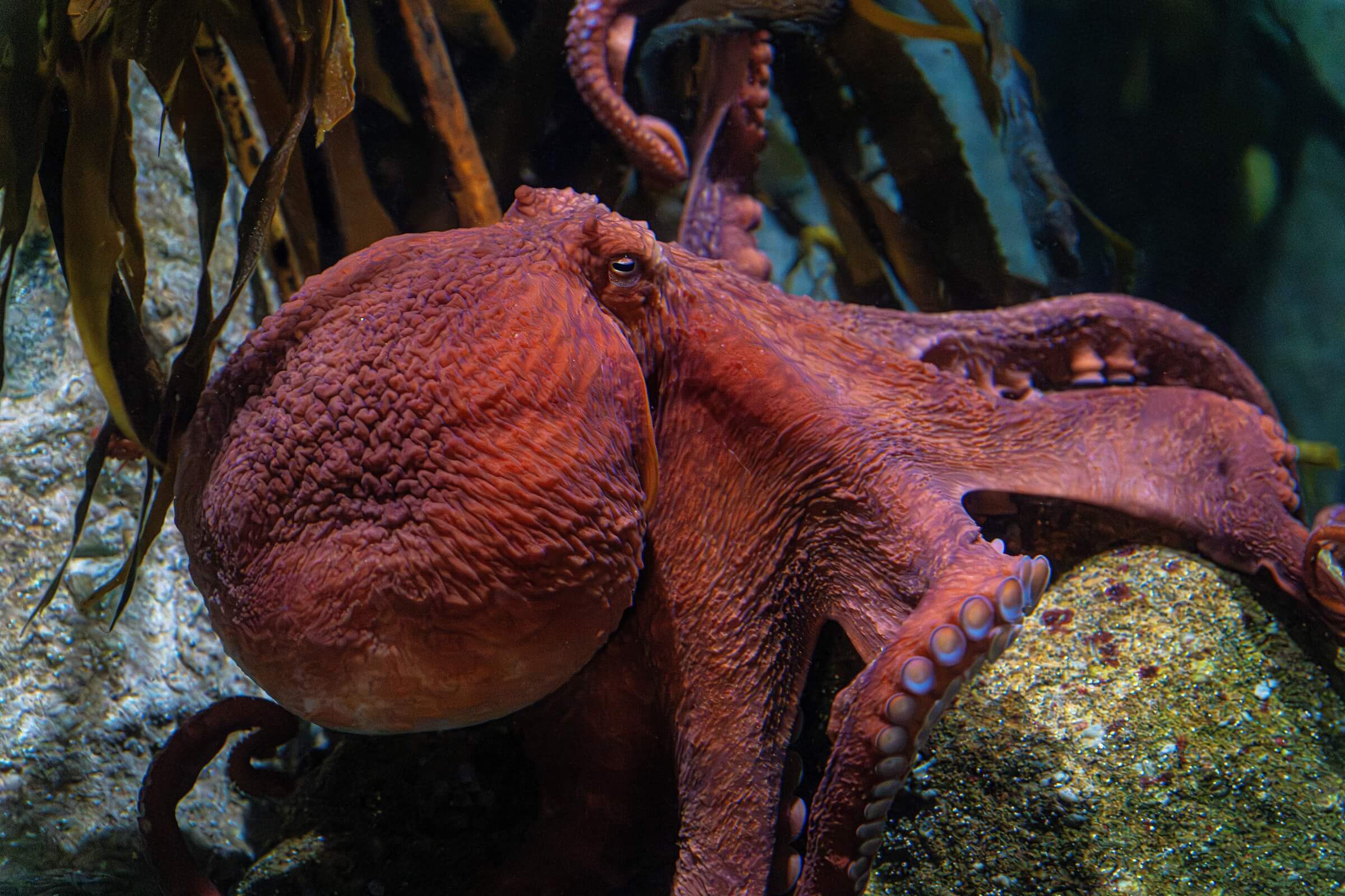 Back view of a giant Pacific octopus, red in color with textured skin, holding onto a large rock with kelp in the background
