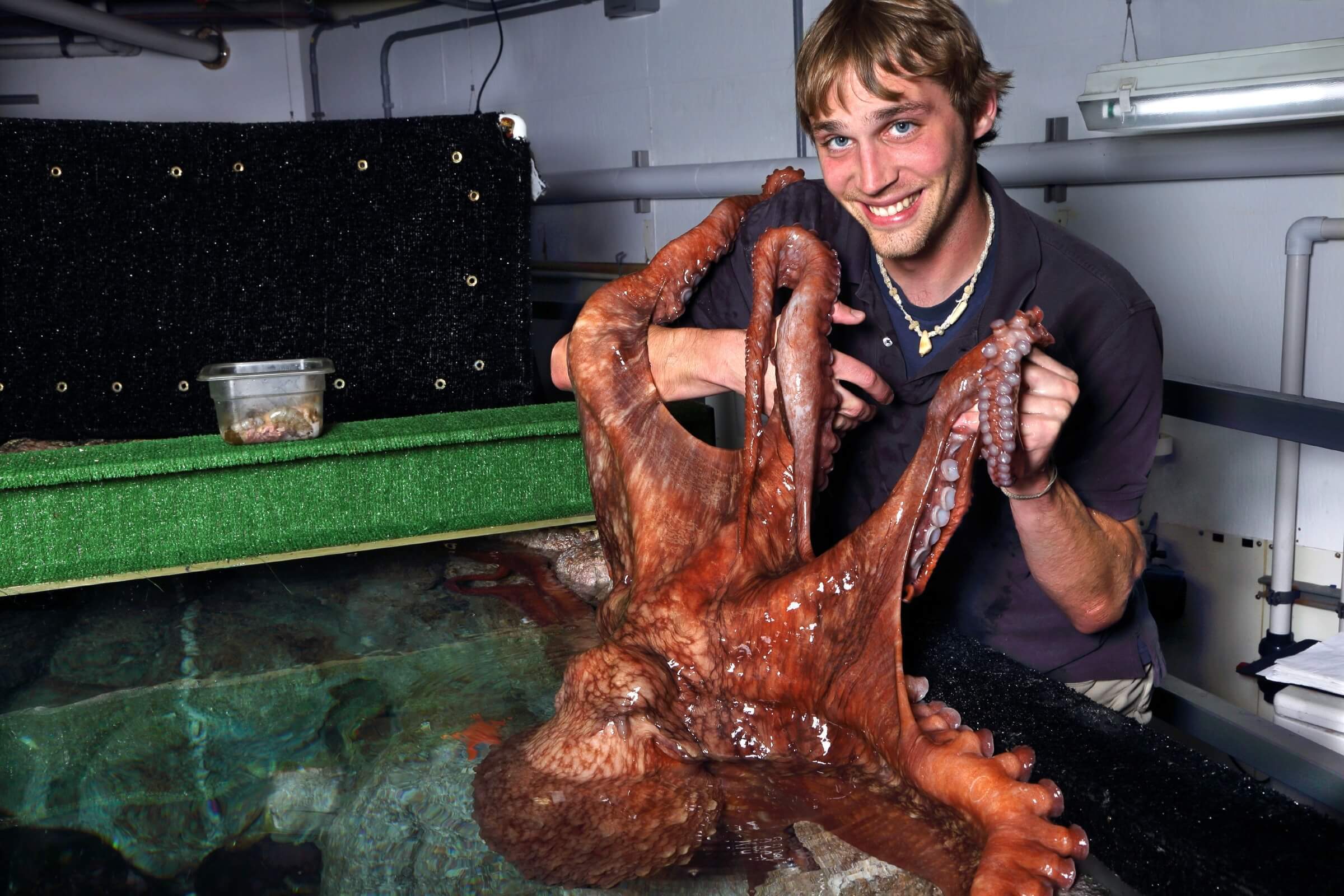 A giant pacific octopus extending its arms over an aquarist