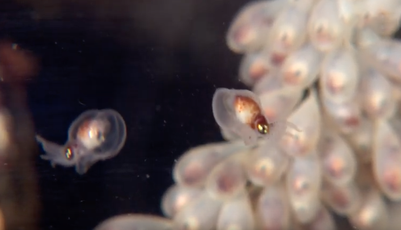 Giant pacific octopus eggs