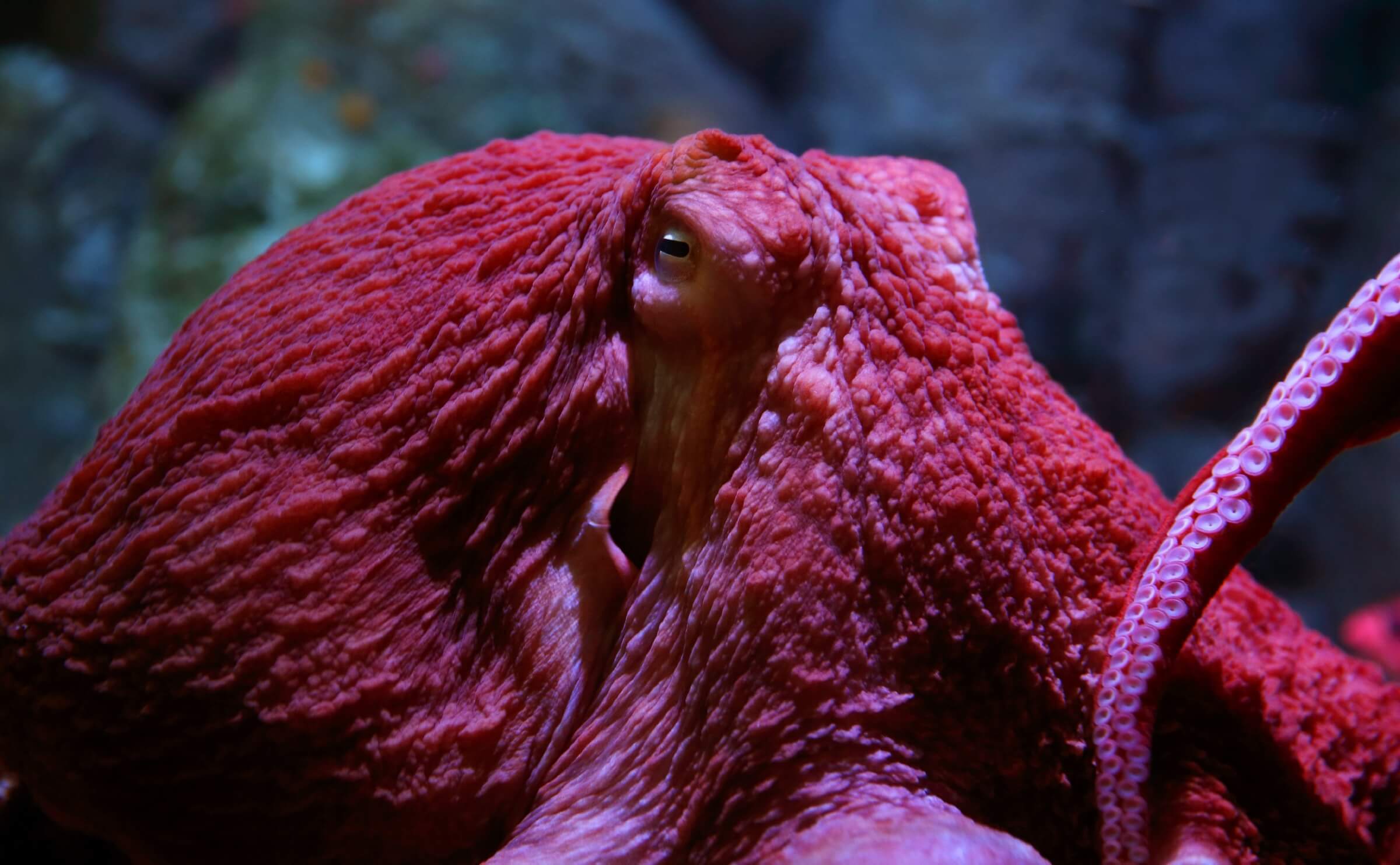 Close-up of a giant Pacific octopus