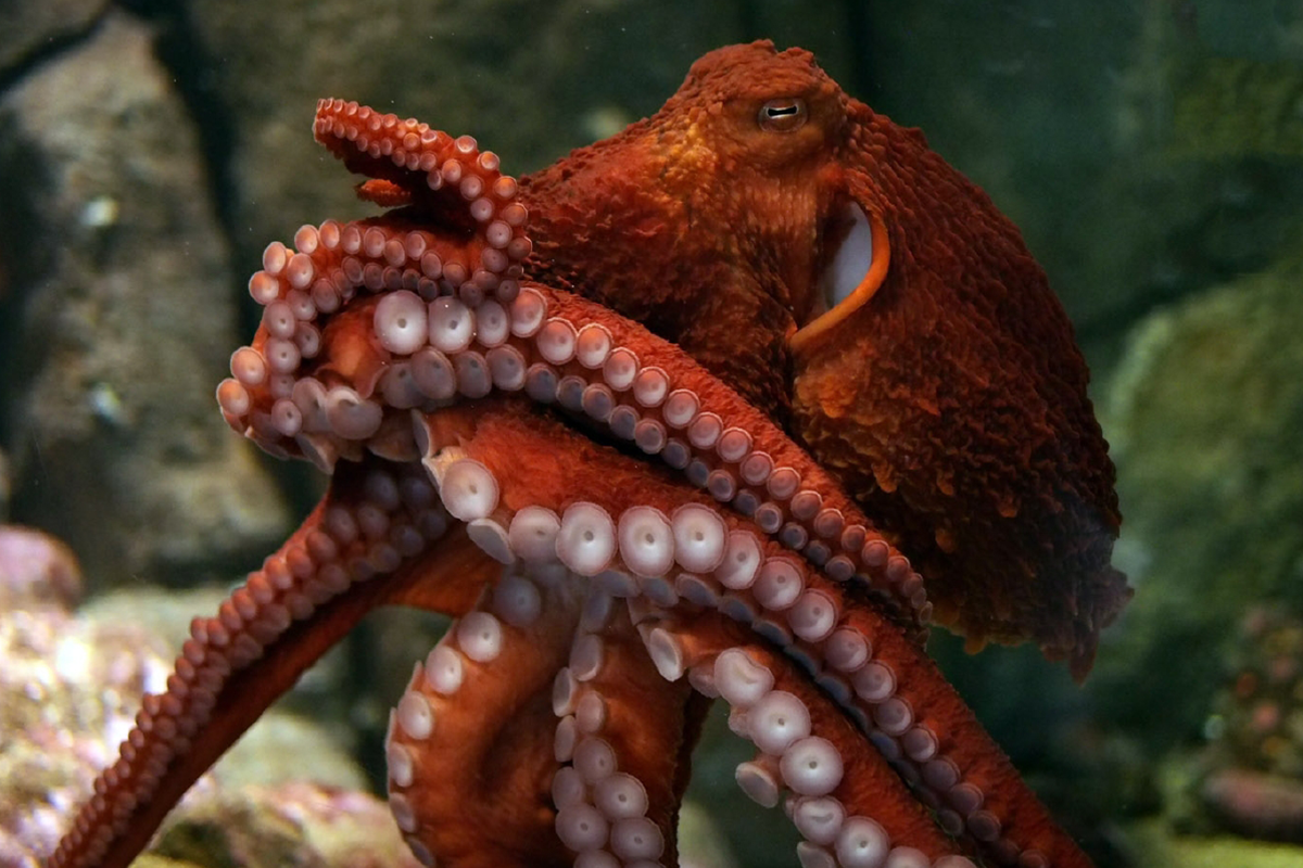 Giant Pacific octopus at the Monterey Bay Aquarium