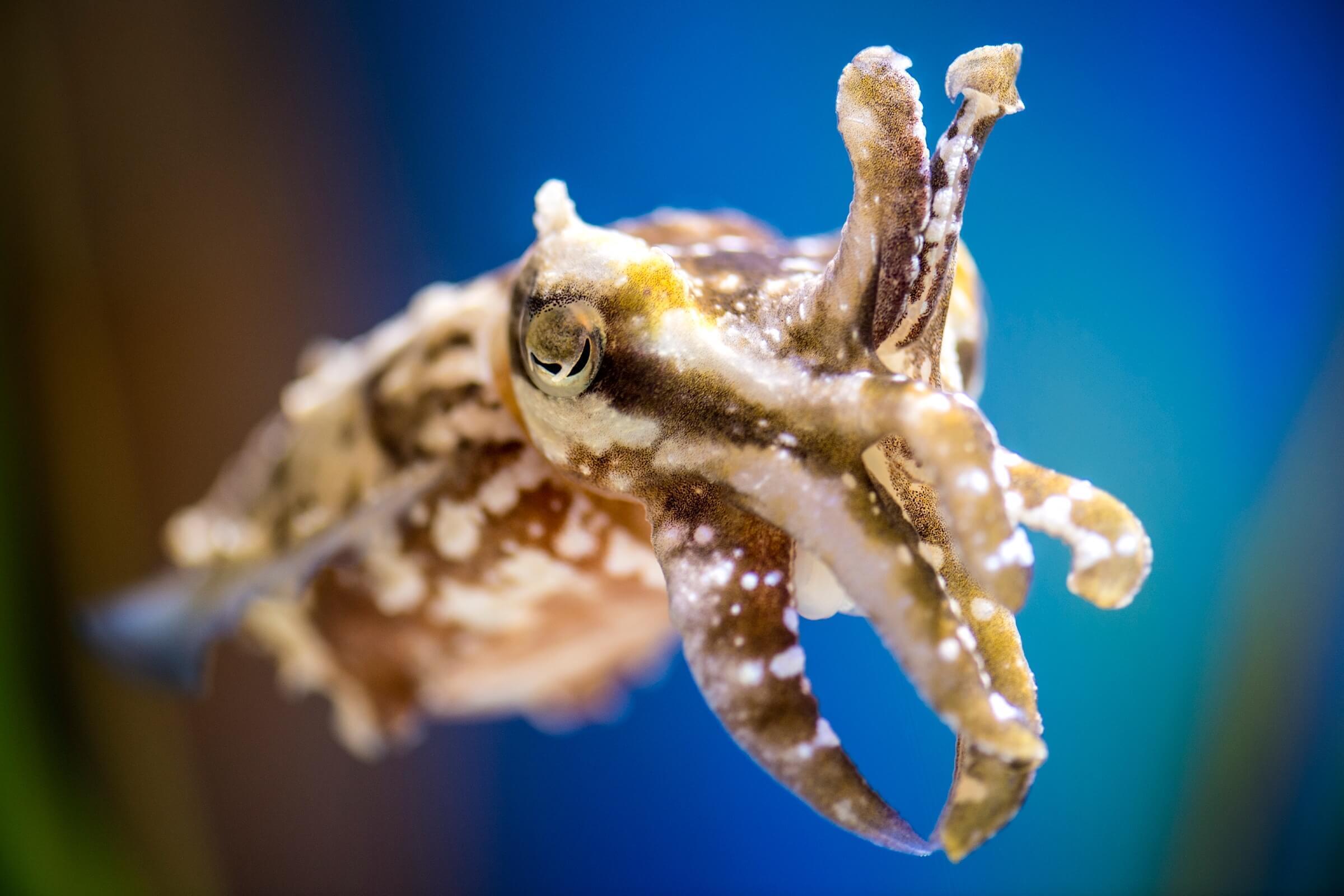 Close-up of a stumpy-spined cuttlefish