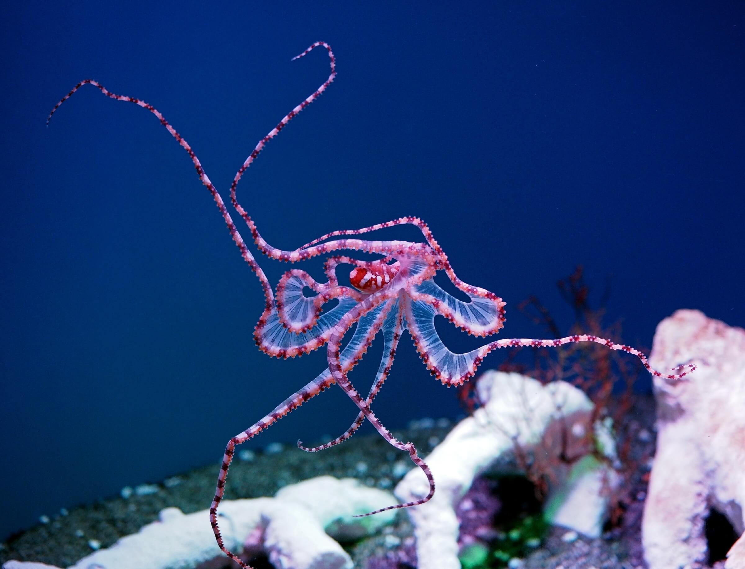 A wunderpus octopus