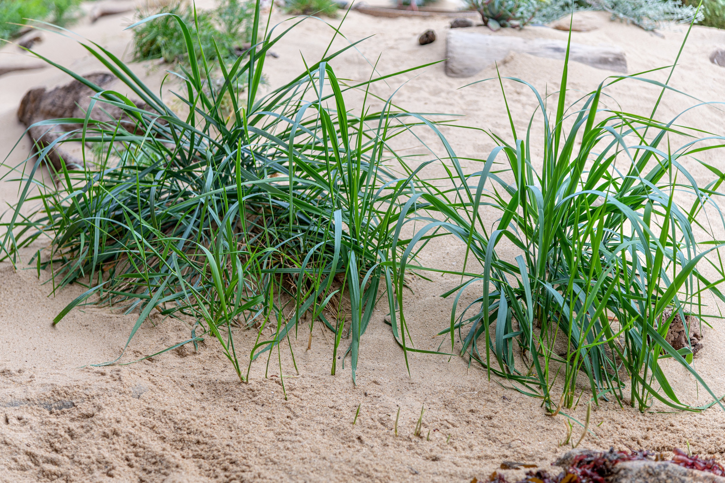 American dune grass growing out of sand