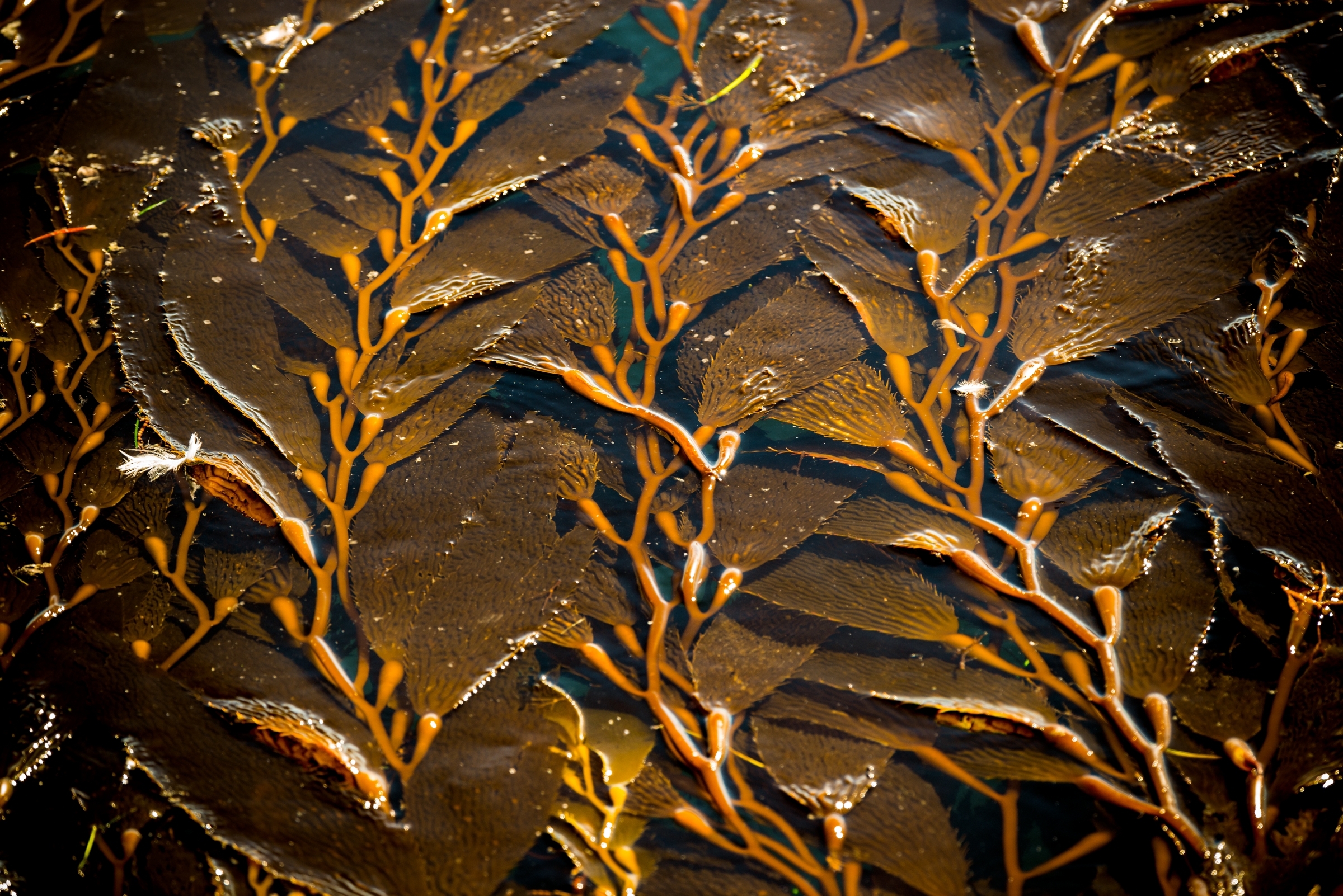 The top of the kelp forest in Monterey Bay