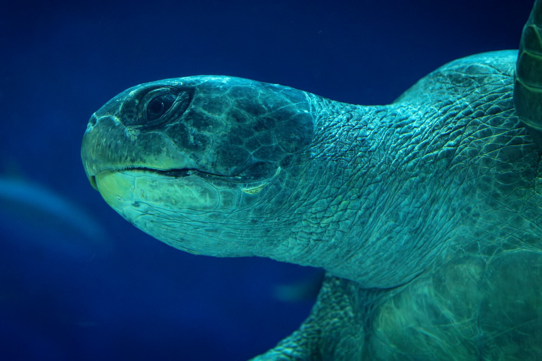 Close-up side profile of a green sea turtle head and neck swimming against a deep blue background