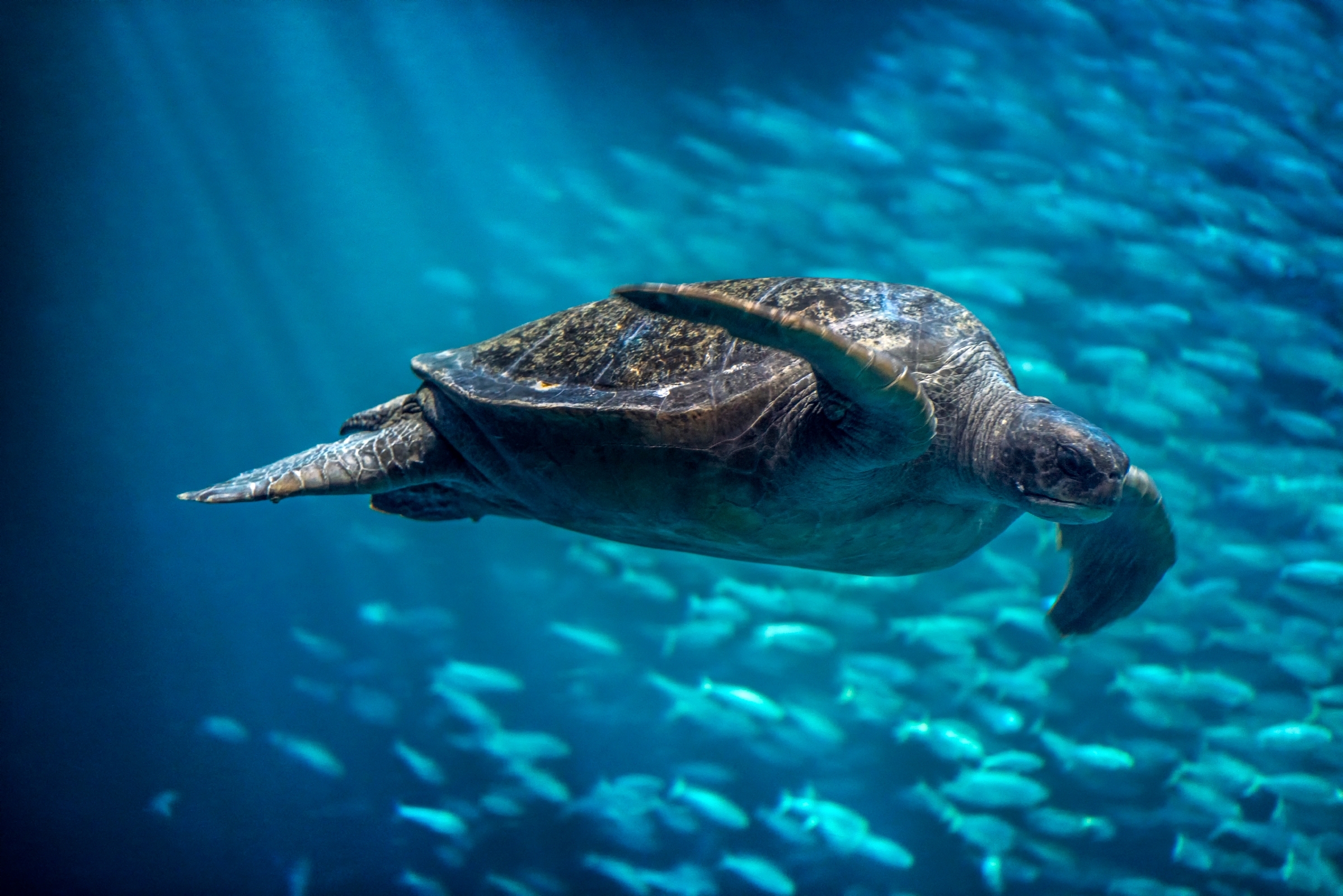 A green sea turtle swimming in front of a school of sardines