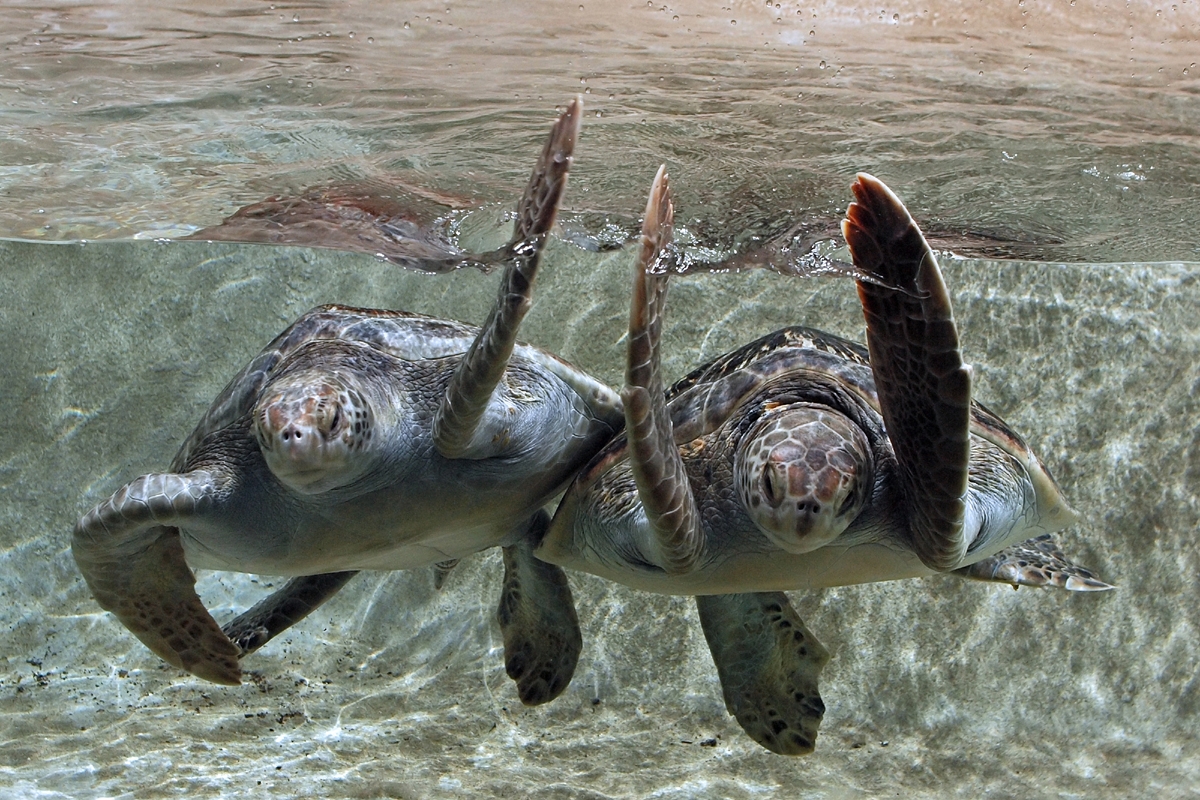 Two green sea turtles  in the Hot Pink Flamingos exhibit.