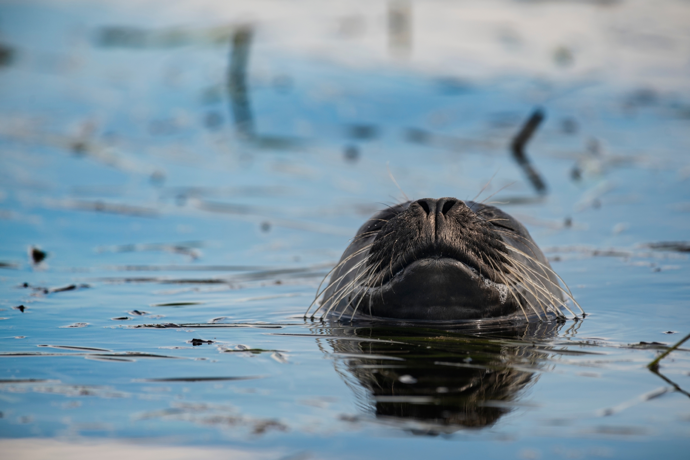 A harbor seal peeking out just it's nose and mouth in the blue water of Elkhorn Slough