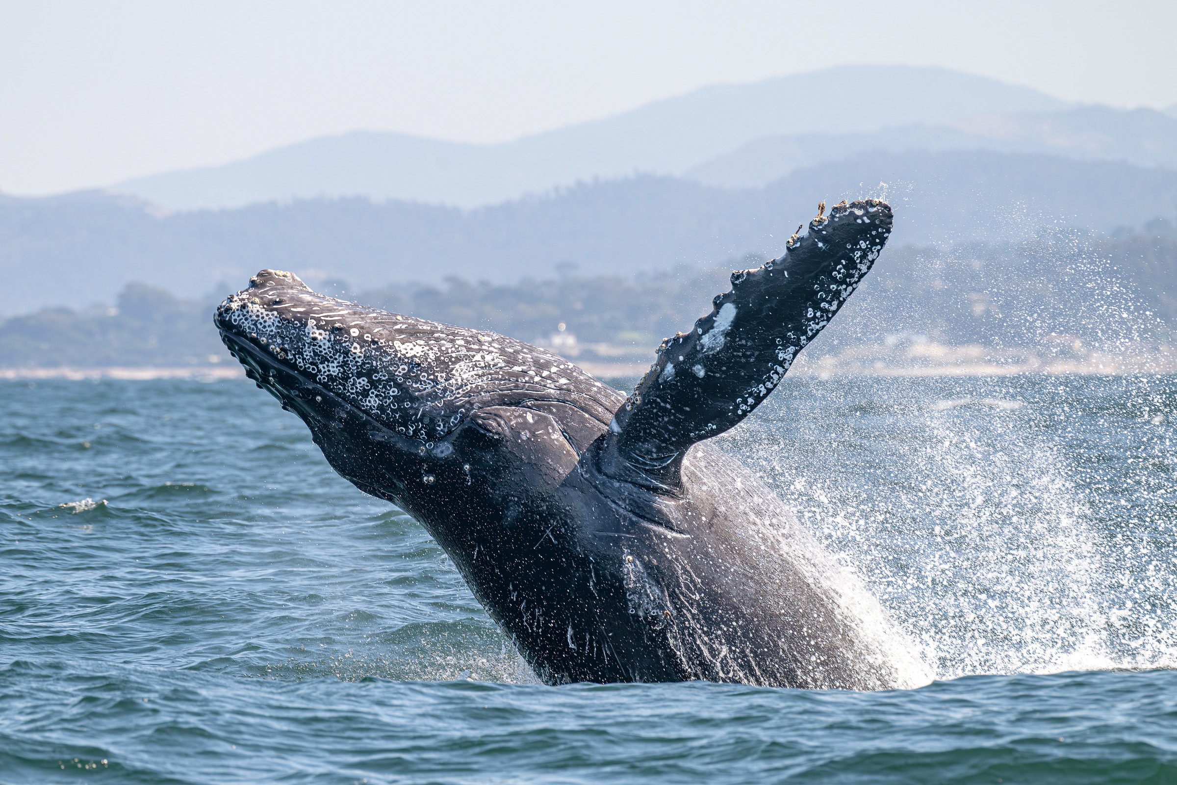 Up-close view of a humpback whale breaching in Monterey Bay with foothills visible in the background