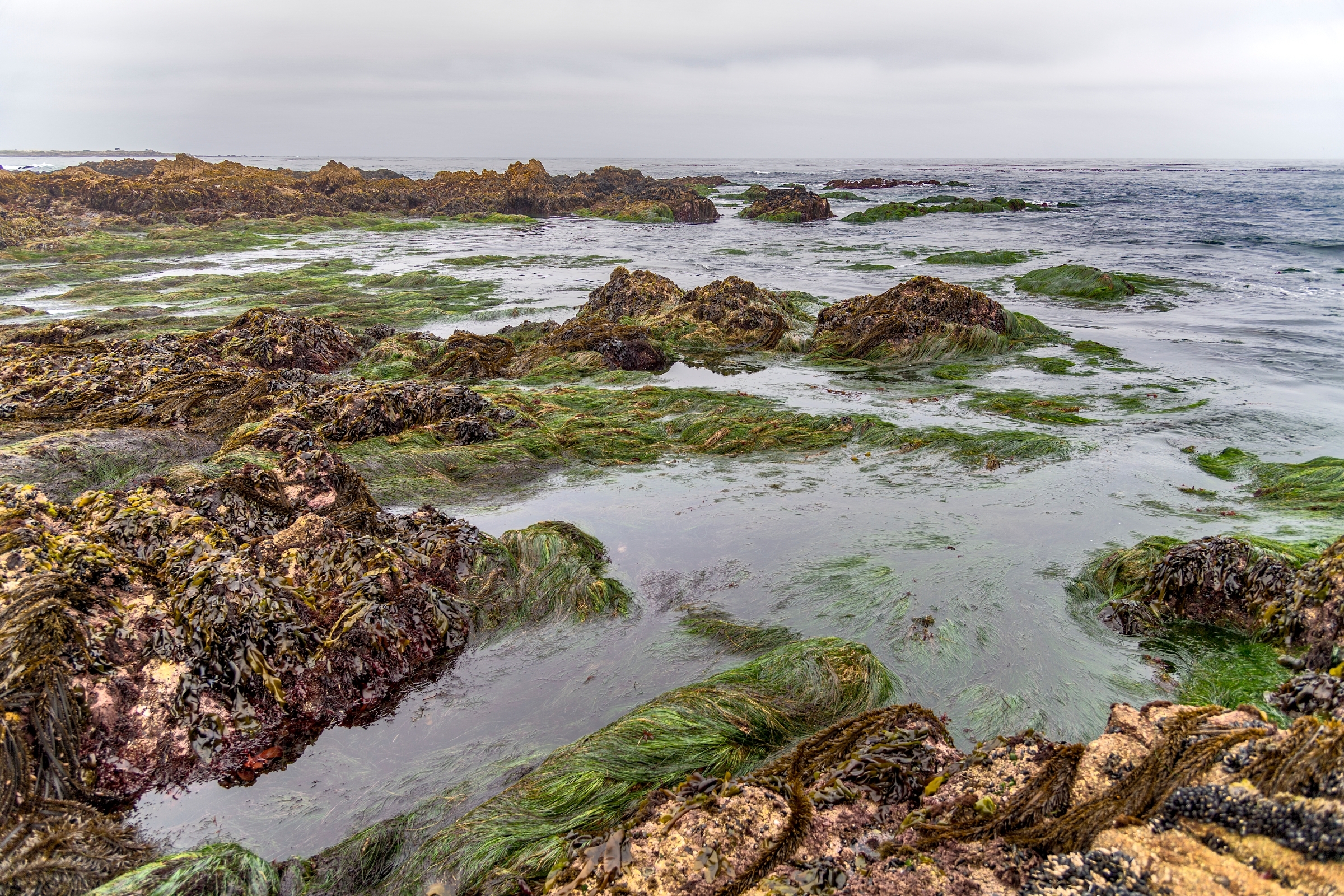 Low tide at Asilomar Beach revealing tide pools on surfgrass-covered rocks