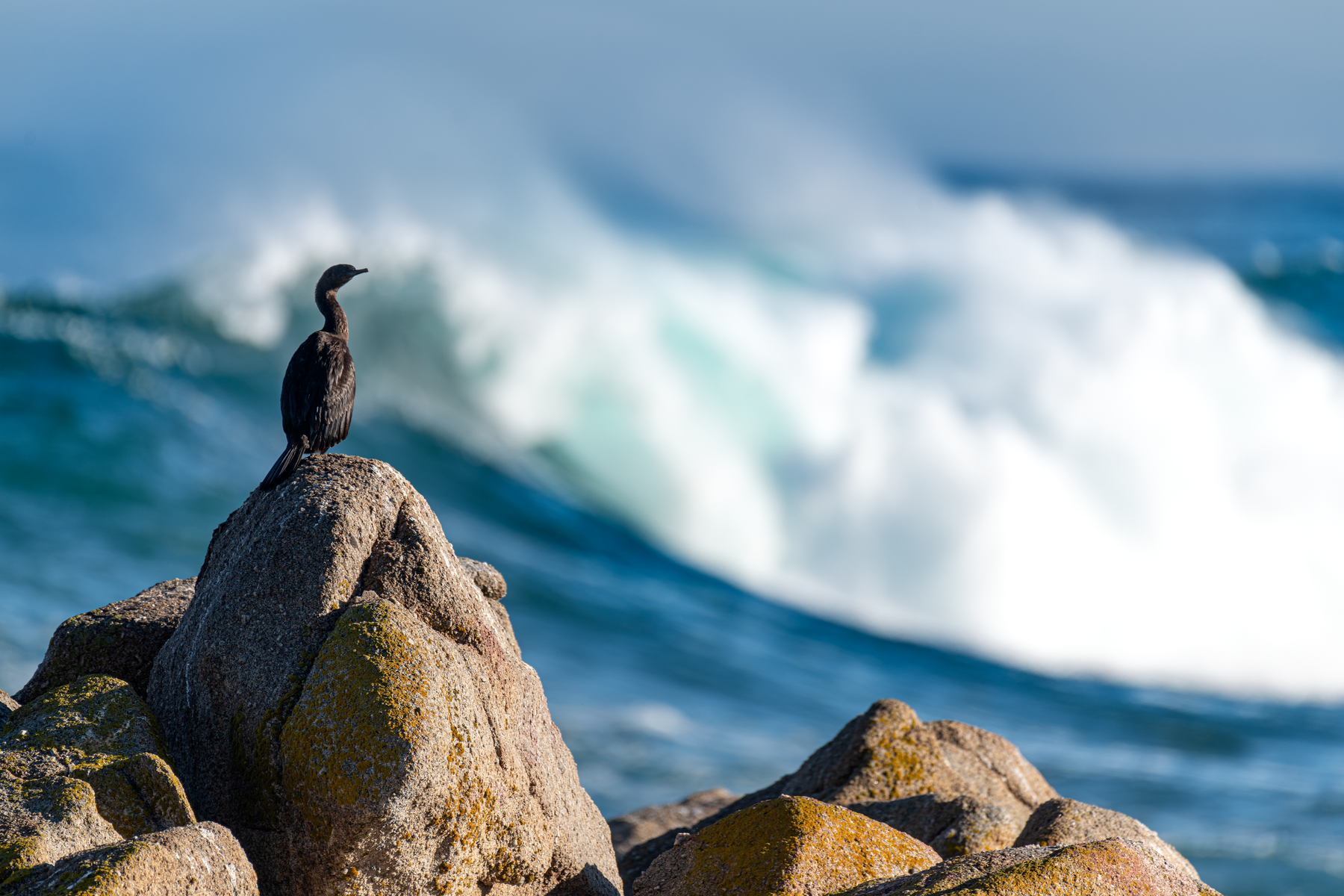 Cormorant perched on a lichen-covered rock, silhouetted against crashing ocean waves and bright sea spray
