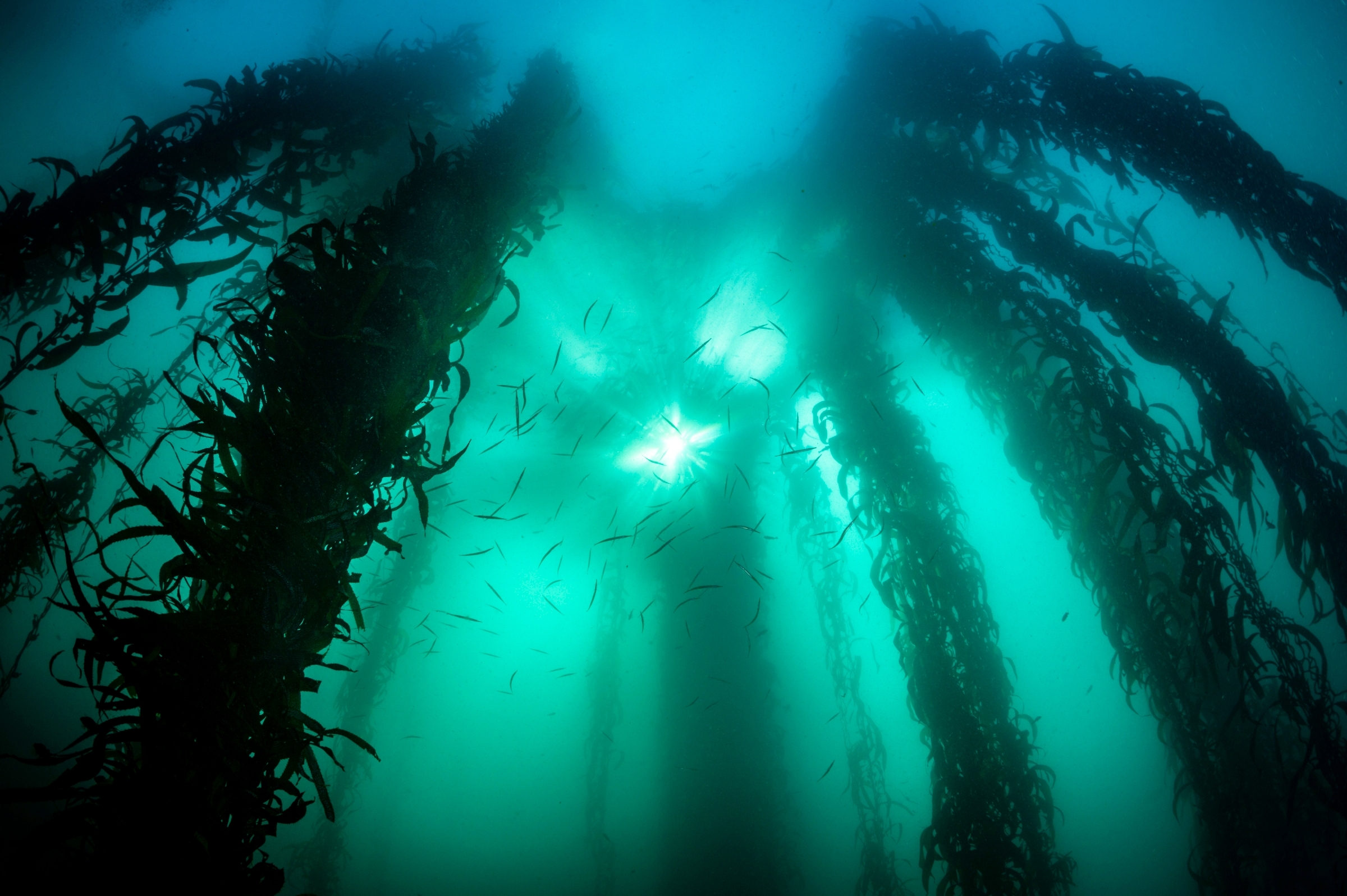 Tubesnouts in the wild kelp forests near Monastery Beach