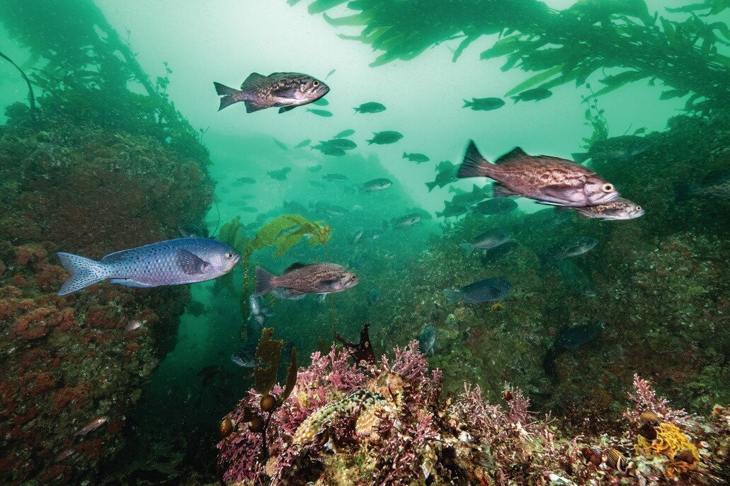 A school of rockfish swims above a colorful reef of pink coral and kelp in green-tinted water