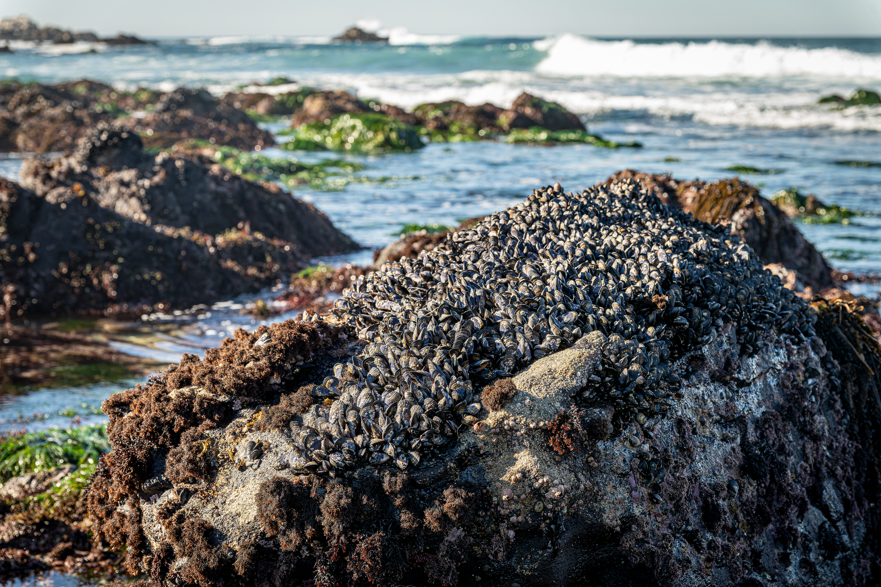 Mussels covering coastal rocks exposed at low tide with algae seaweed and breaking waves in background