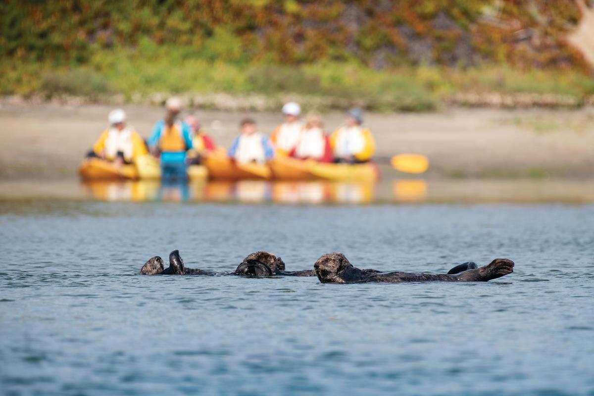 Sea otters and kayakers in the Monterey Bay
