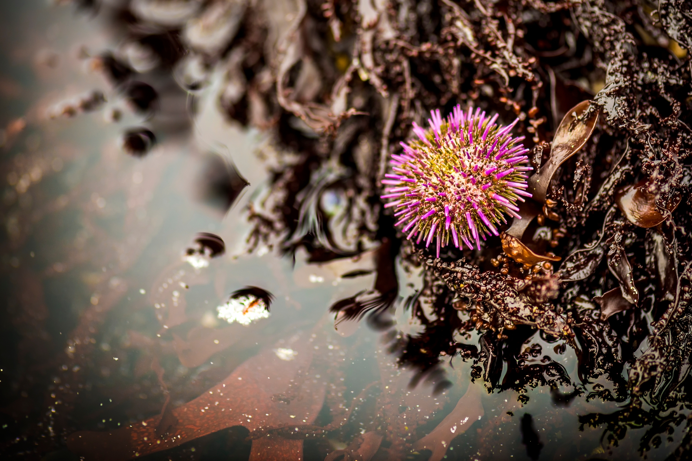 Bright pink sea urchin clinging to seaweed-covered rock beside a shallow tide pool