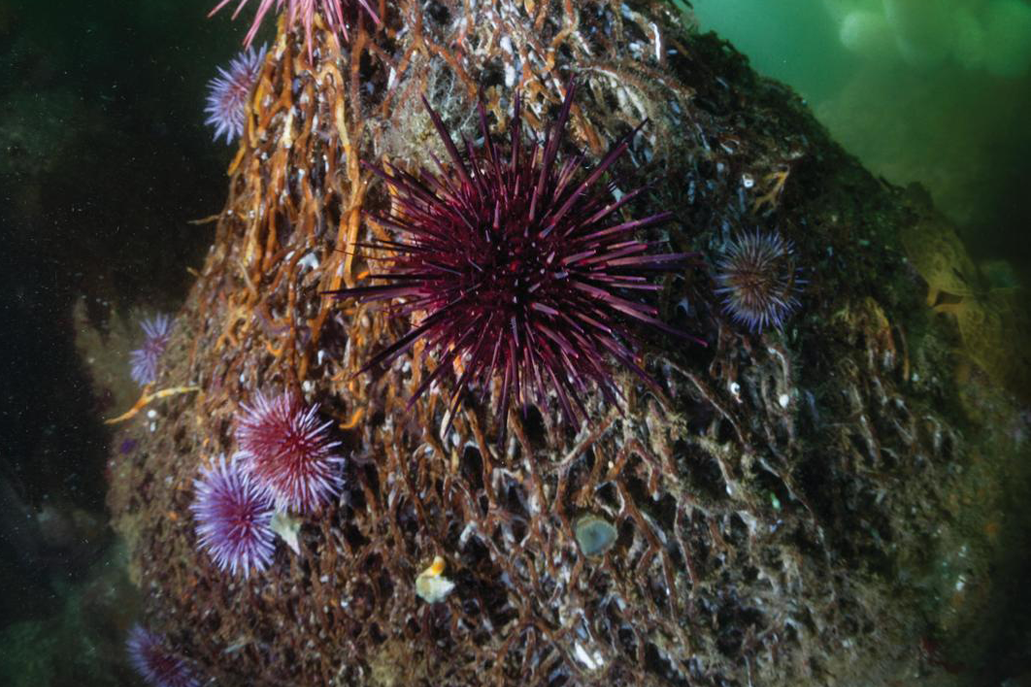 Purple sea urchins growing on a kelp holdfast