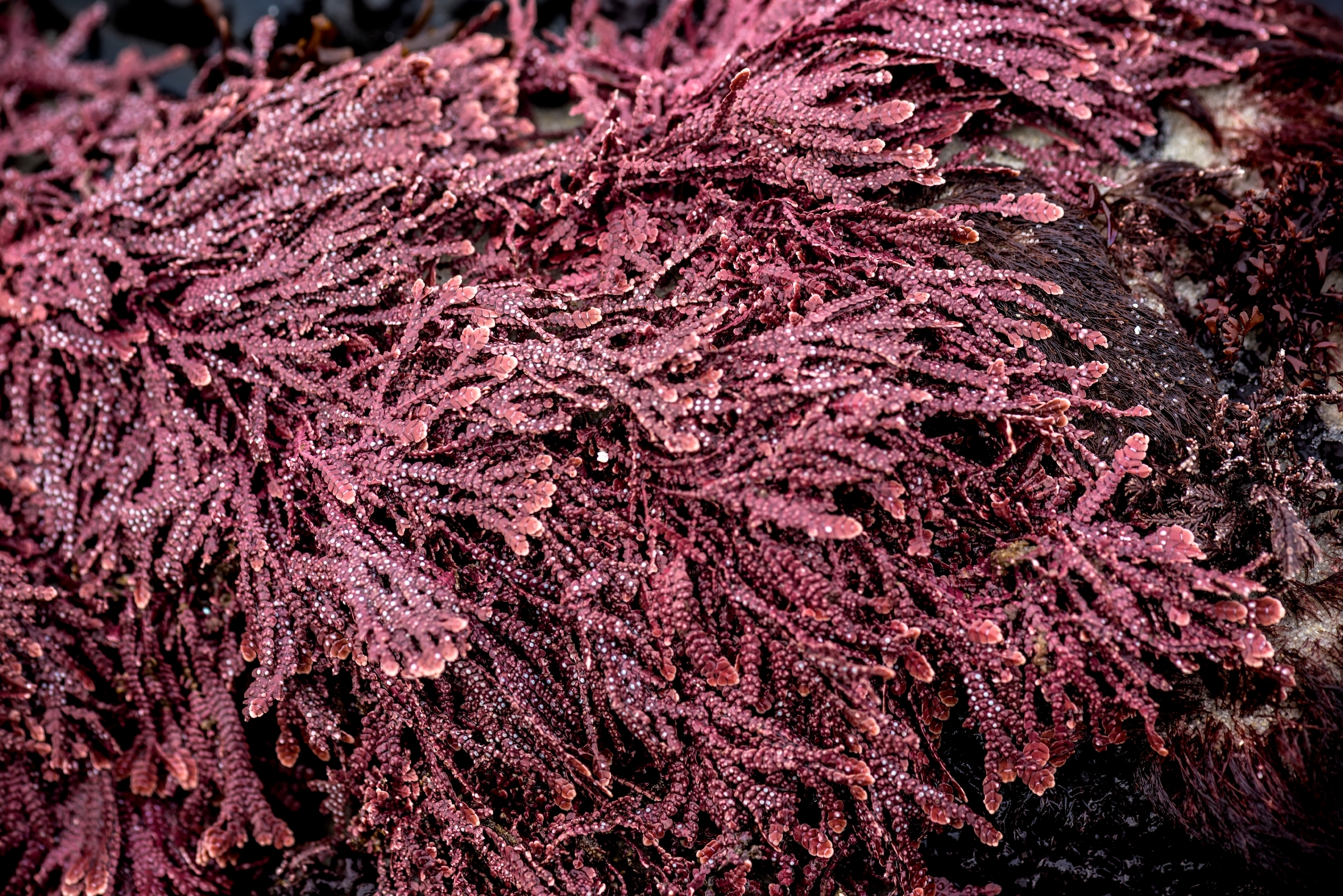 Close-up of branching red algae with water droplets covering tide pool rocks