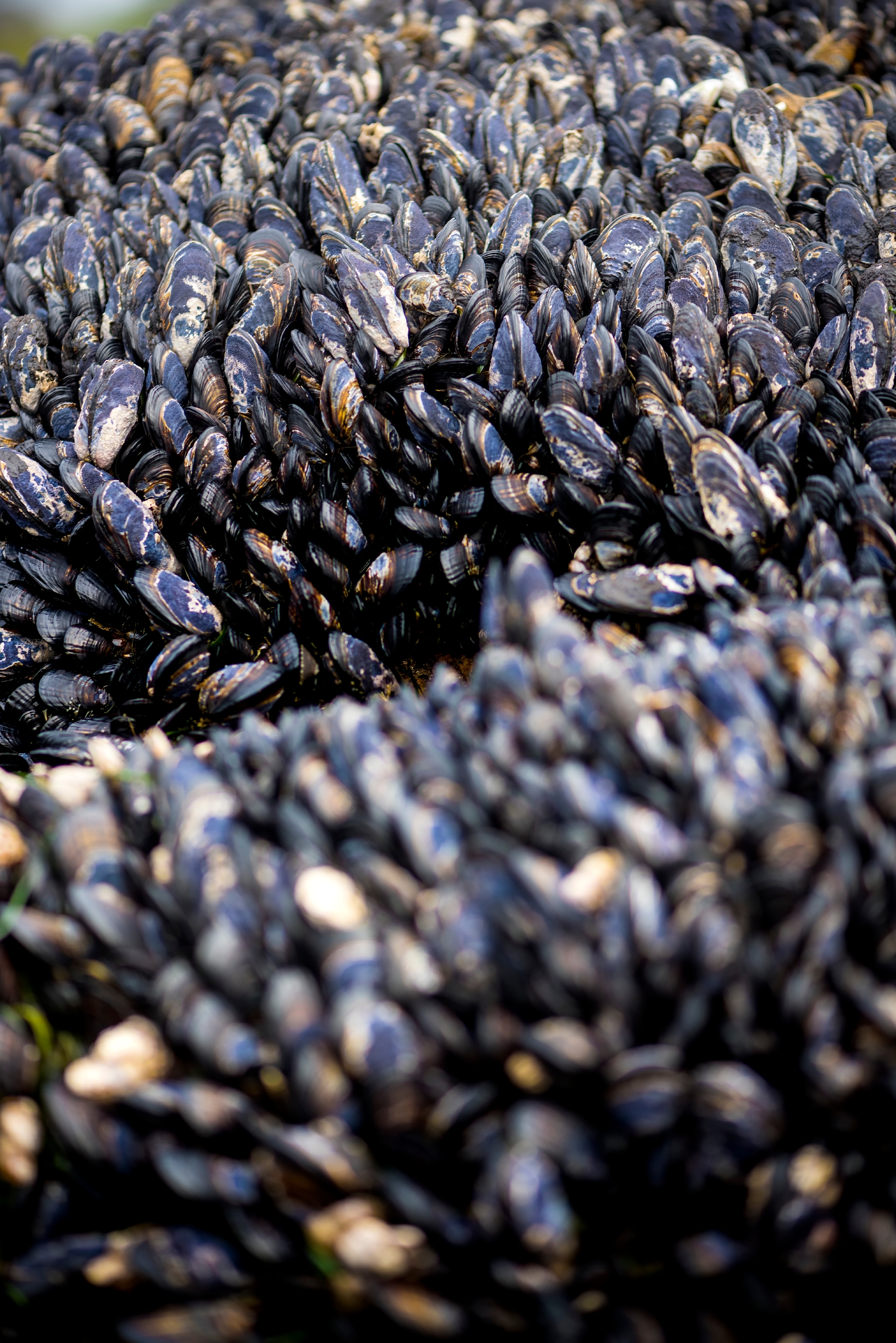 Dense cluster of dark blue mussels covering coastal rocks in an intertidal zone