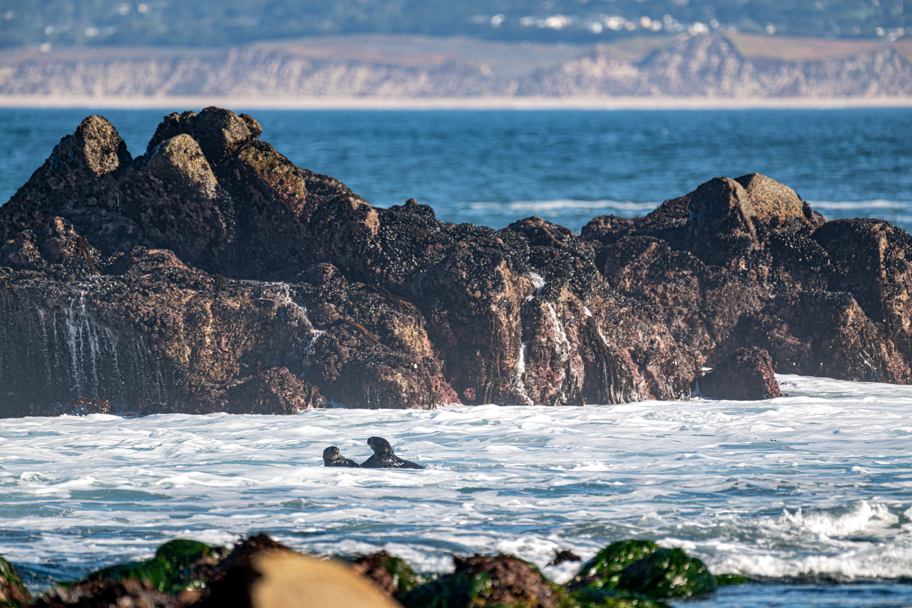 Two sea otters floating in ocean surf near jagged mussel-covered rocks with coastal cliffs in background