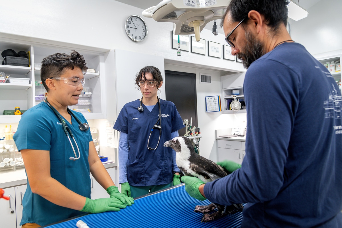 Dr. Ri Chang, wearing a stethoscope, examining Geyser, an African penguin, during a routine veterinary check, assisted by two staff members