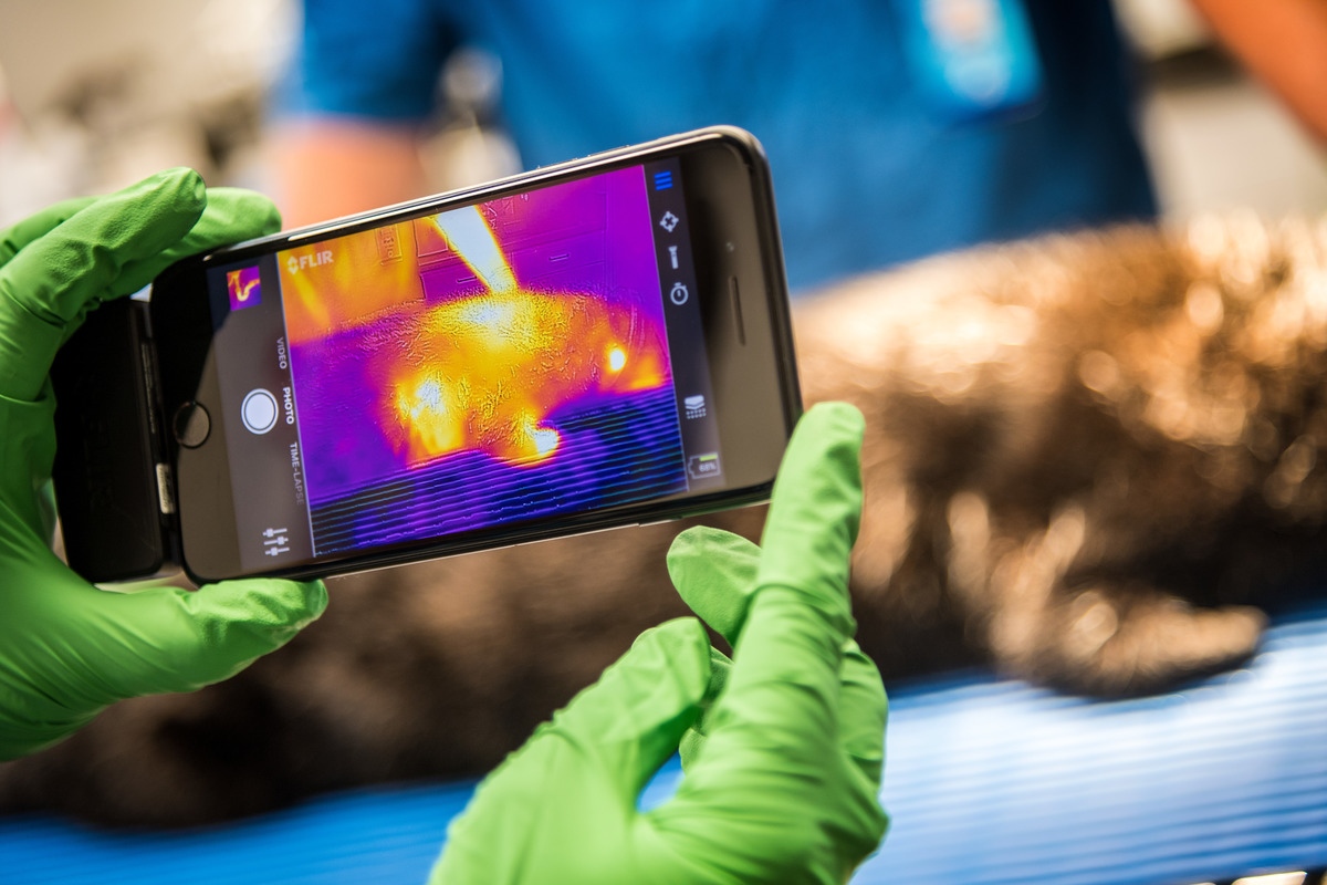 Monterey Bay Aquarium veterinary technicians using thermal imaging to monitor the recovery of a rescued Southern sea otter during rehabilitation for release