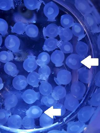 Close-up of cephalopod eggs in a petridish under blue light