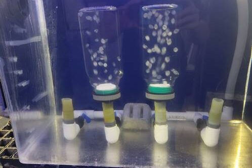 Cephalopod eggs in tumblers