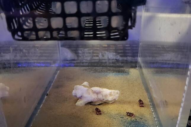 Young flamboyant cuttlefishes behind the scenes
