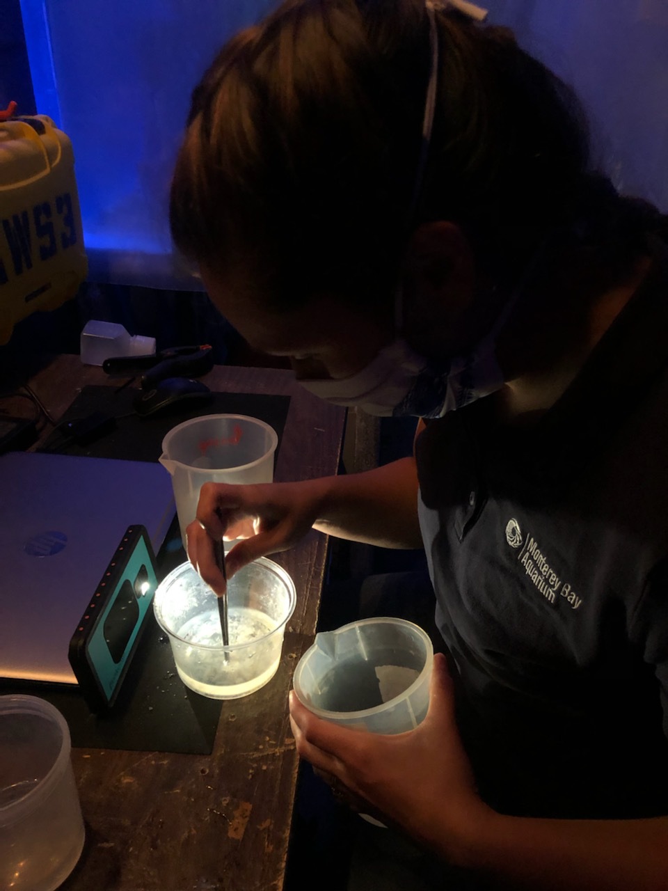 Aquarist picking cephalopod eggs with tong-like tool behind the scenes