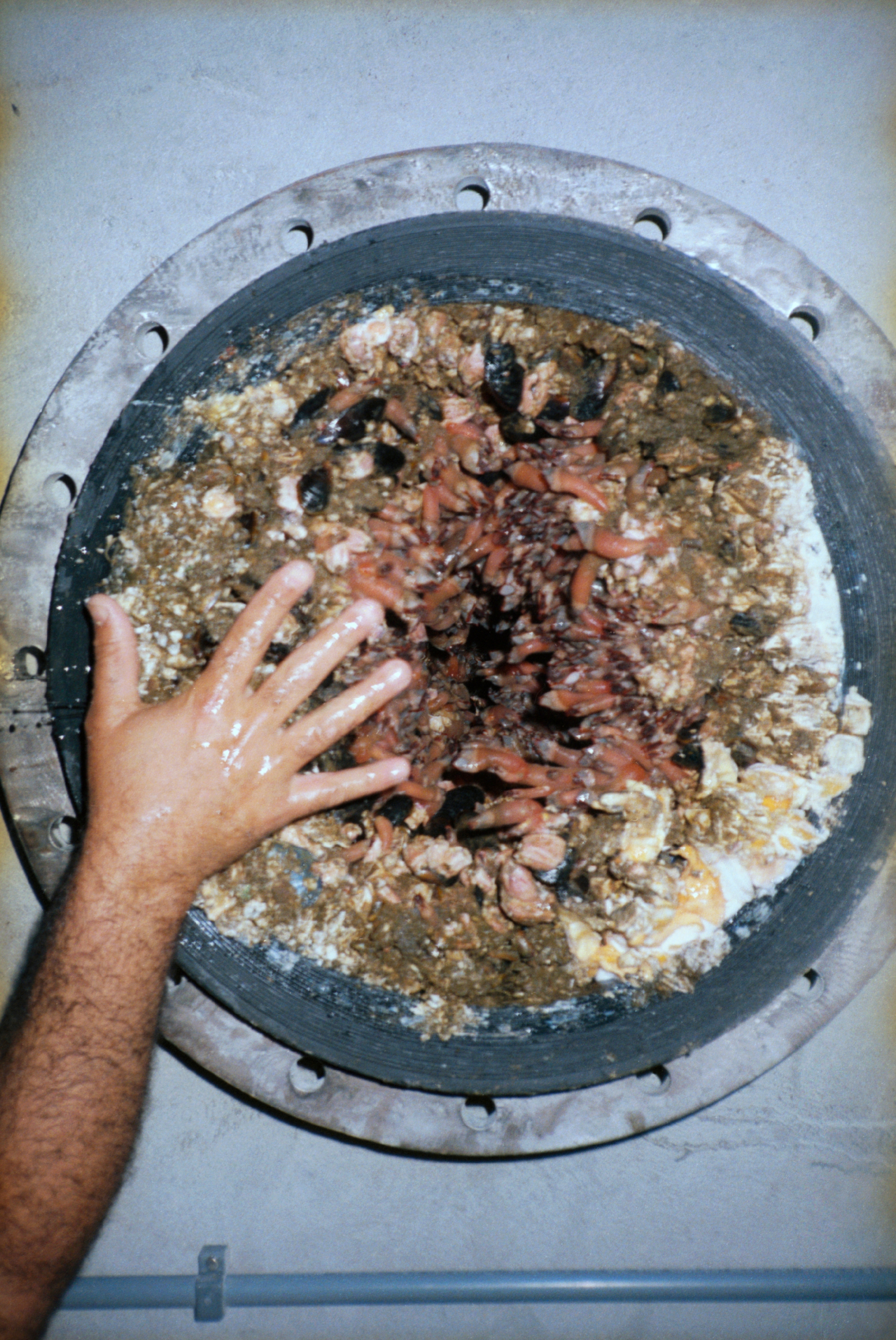 The view of what a clogged pipe looks like with marine life growing inside around the edges