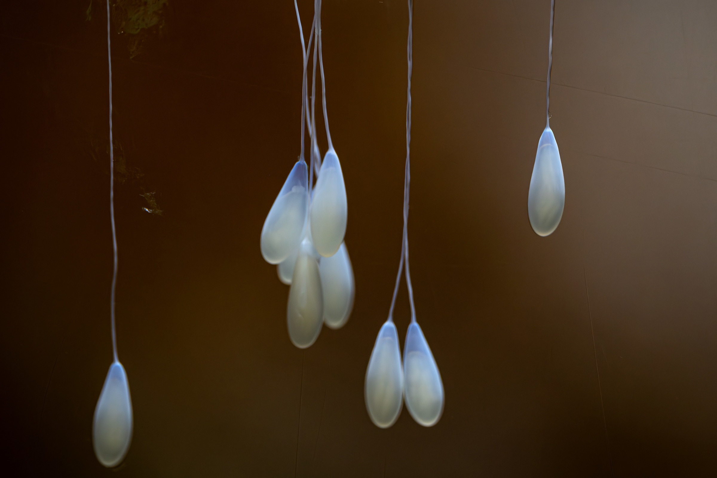 A set of nine giant Pacific octopus eggs on exhibit acrylic, teardrop-shaped and white, with long mucus-like strings at the tips.