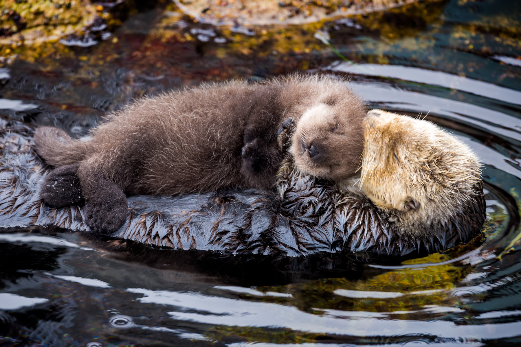 Newborn southern sea otter pup resting on its mother's belly in Monterey Bay Aquarium’s Great Tide Pool, with rocks in the background