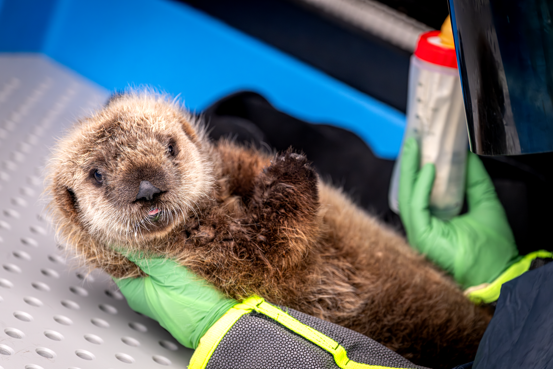 Sea otter 992-24 being bottle-fed, a juvenile California sea otter with an aquarist is wearing a protective Vader suit