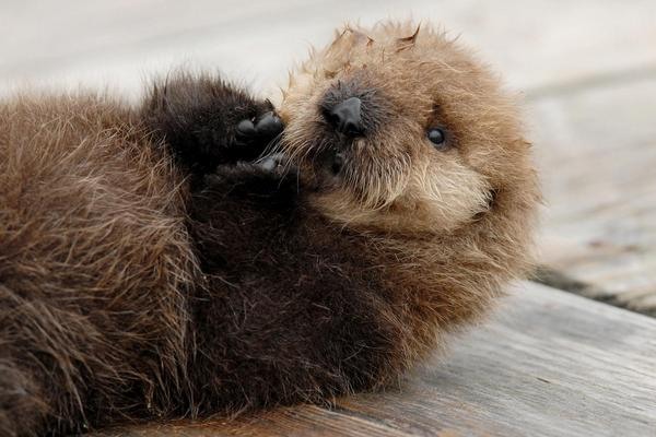 Tiny sea otter pup laying on their back on a towel with their paws up close to their face